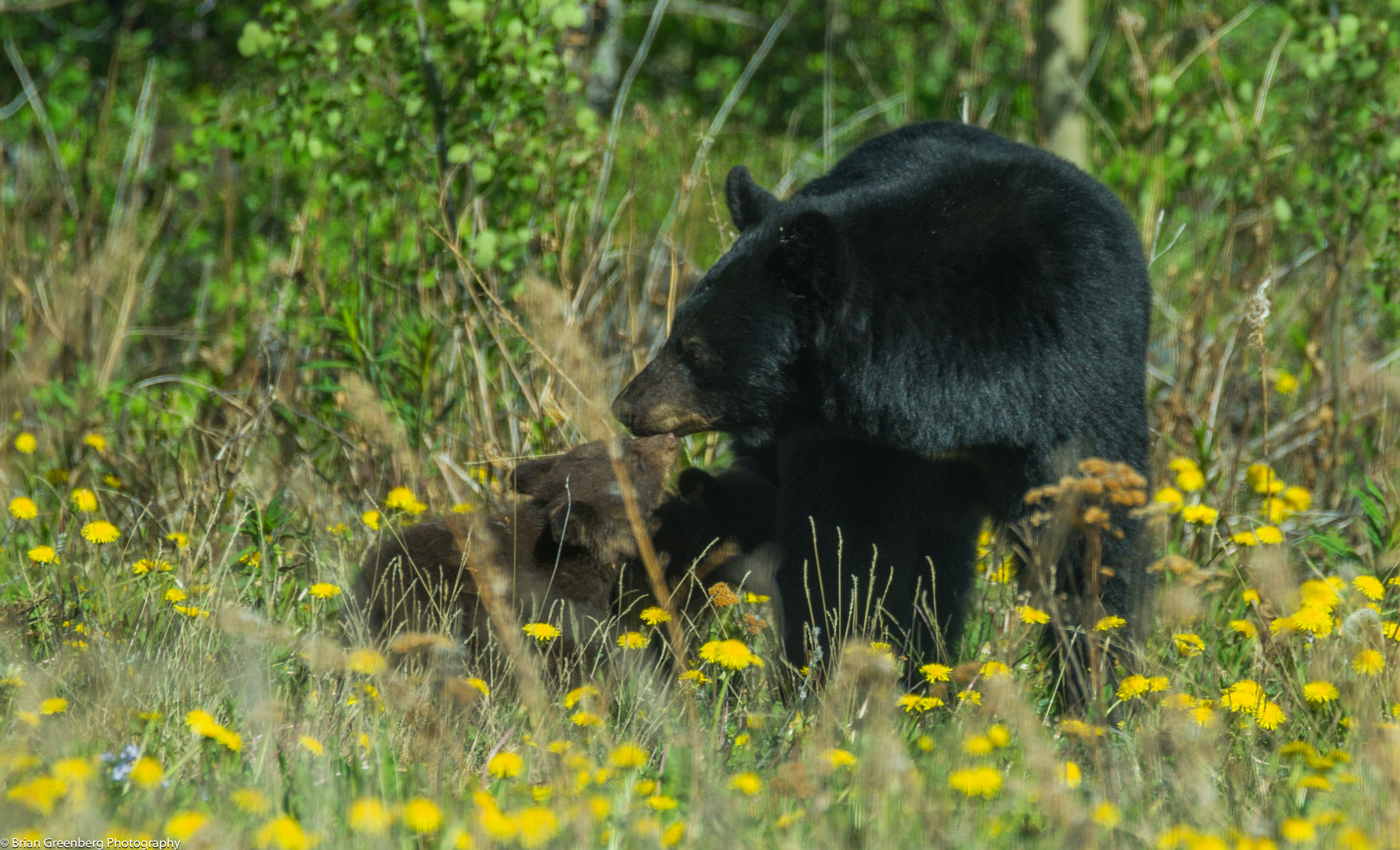 Sony a99 II + Sony 70-400mm F4-5.6 G SSM sample photo. The cubbies photography