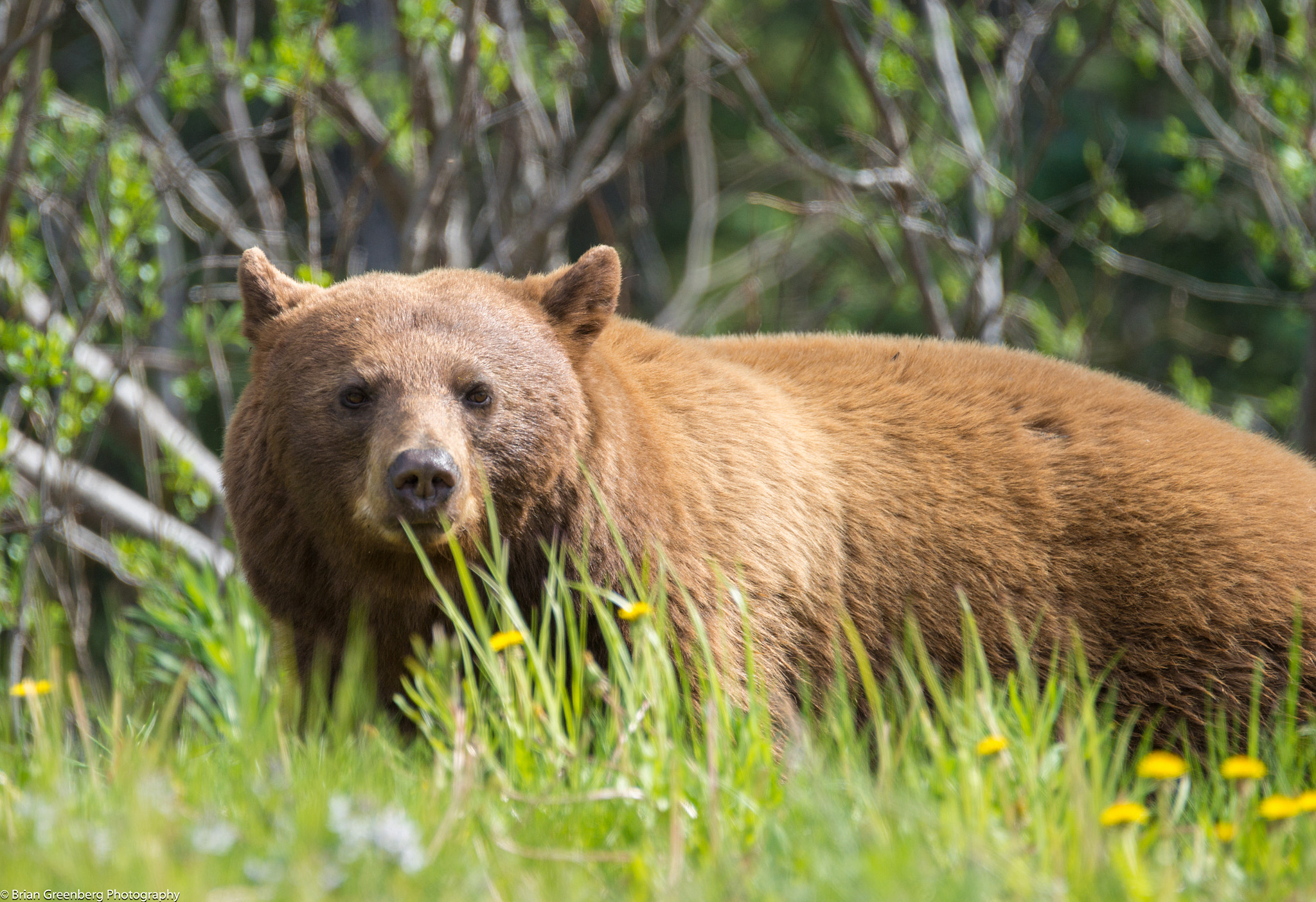 Sony a99 II + Sony 70-400mm F4-5.6 G SSM sample photo. I see you photography