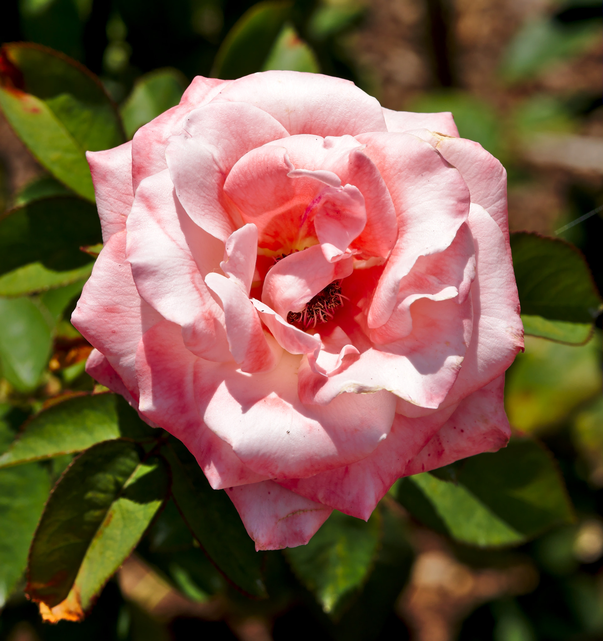 Nikon D810 + Manual Lens No CPU sample photo. "barbra bush" - a hybrid tea rose photography
