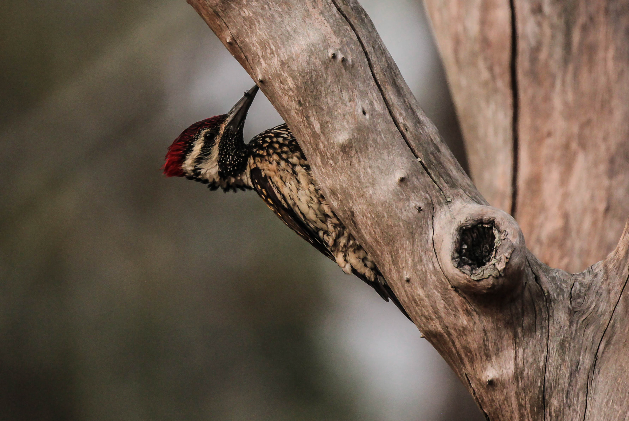 Canon EOS 600D (Rebel EOS T3i / EOS Kiss X5) + Canon EF 100-400mm F4.5-5.6L IS II USM sample photo. Woodpecker photography