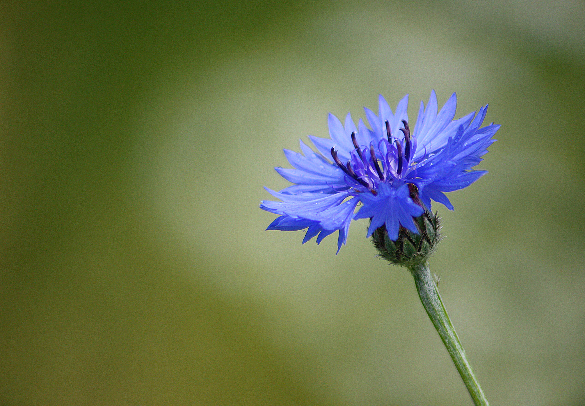 Sigma 70-300mm F4-5.6 APO DG Macro sample photo. Cornflower photography