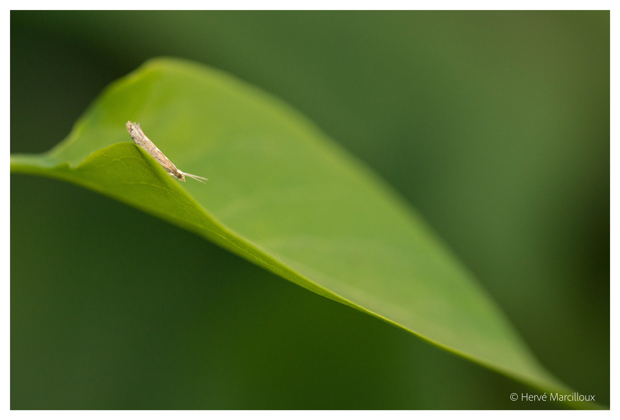 Sony SLT-A77 + 105mm F2.8 sample photo. Exploring a green world photography