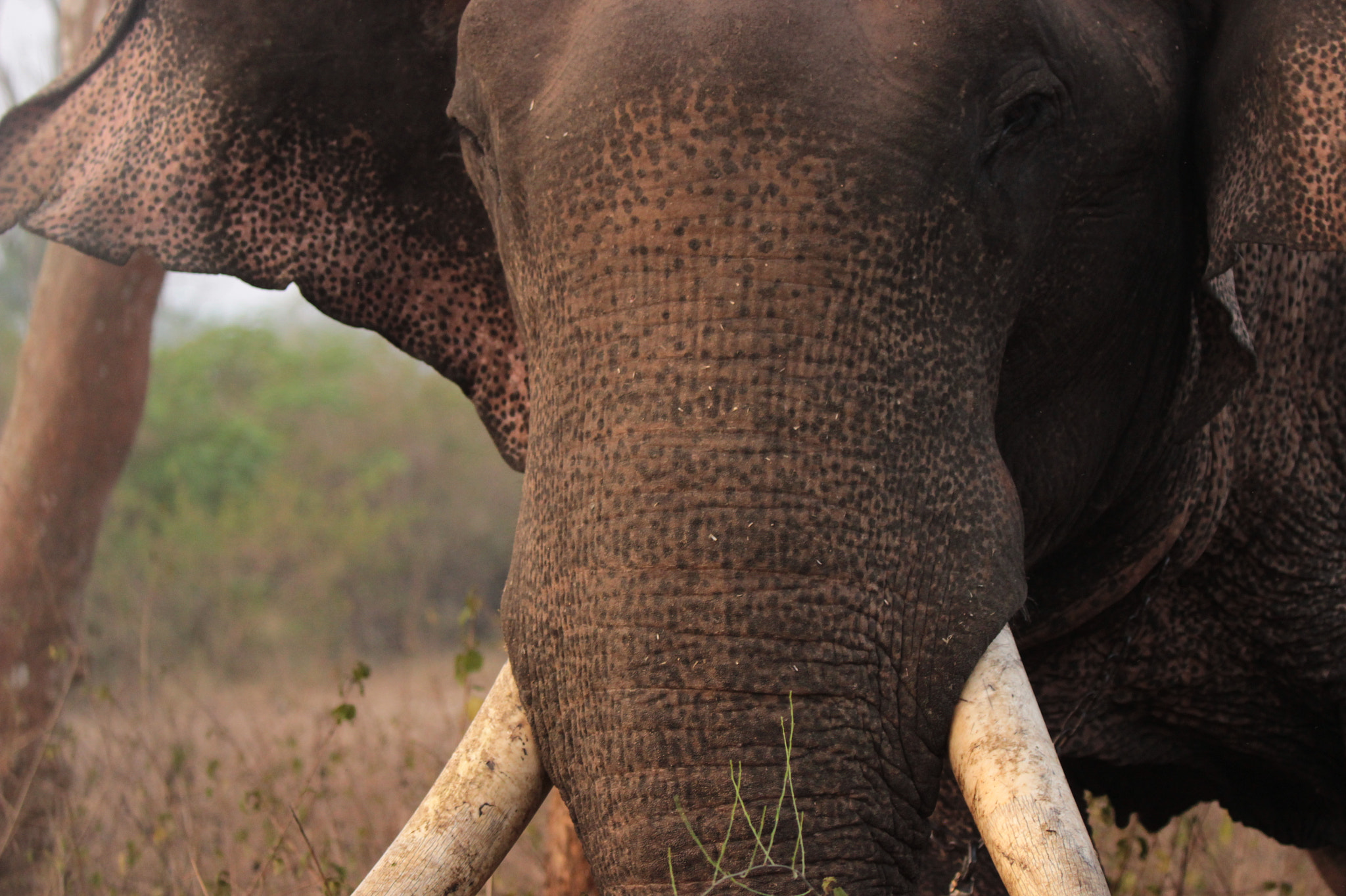 Canon EF 100-400mm F4.5-5.6L IS II USM sample photo. Asian elephant photography