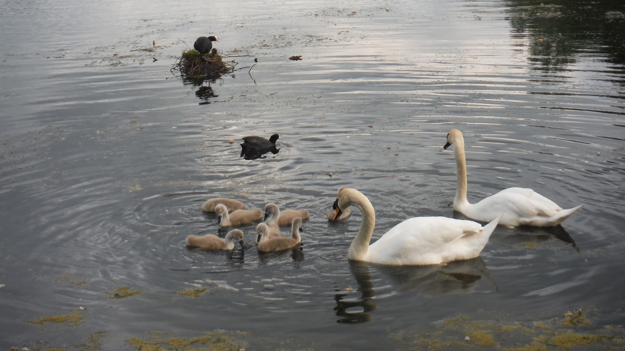 Fujifilm FinePix XP70 XP71 XP75 sample photo. Cygnets photography