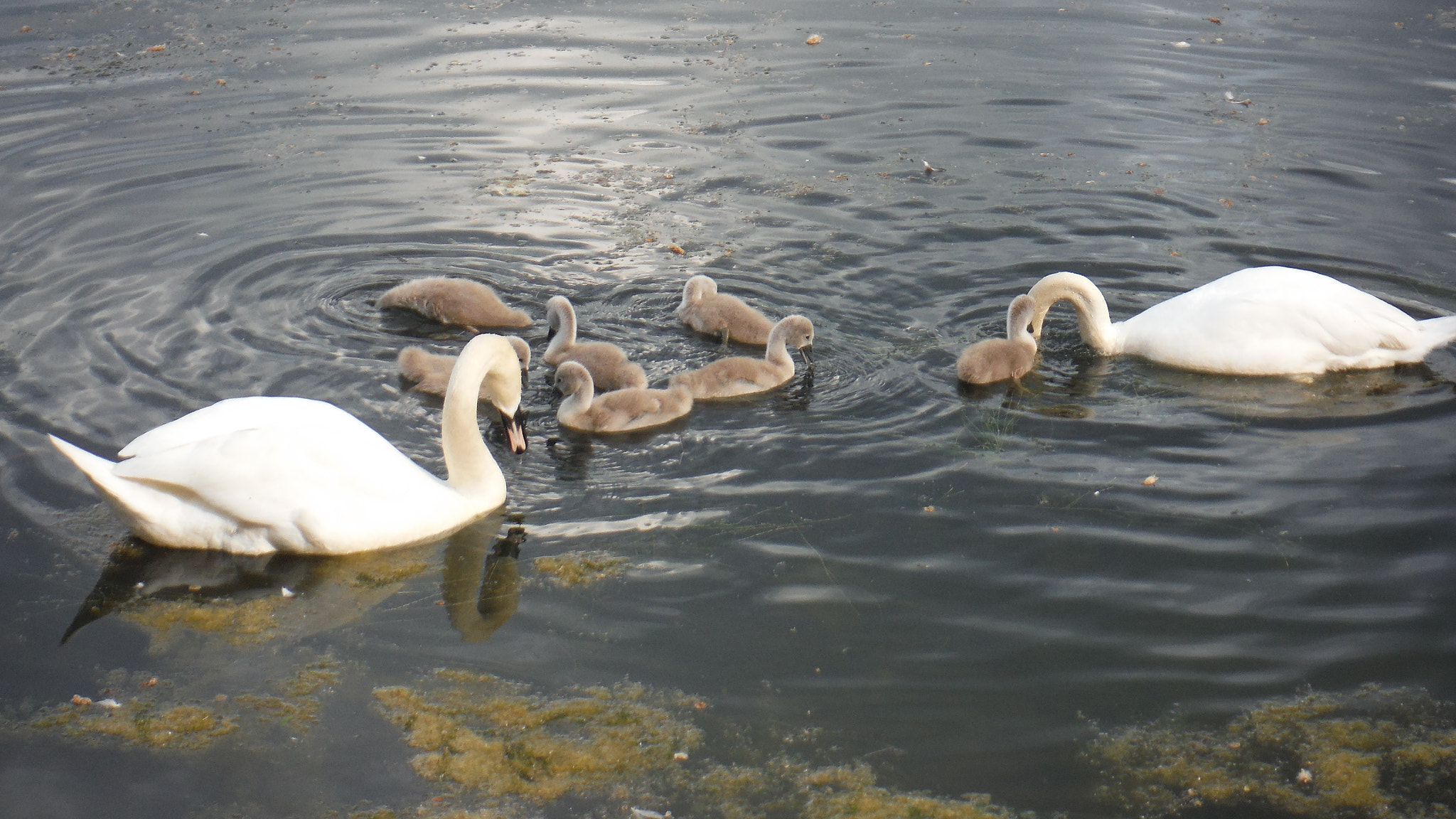 Fujifilm FinePix XP70 XP71 XP75 sample photo. Cygnets photography