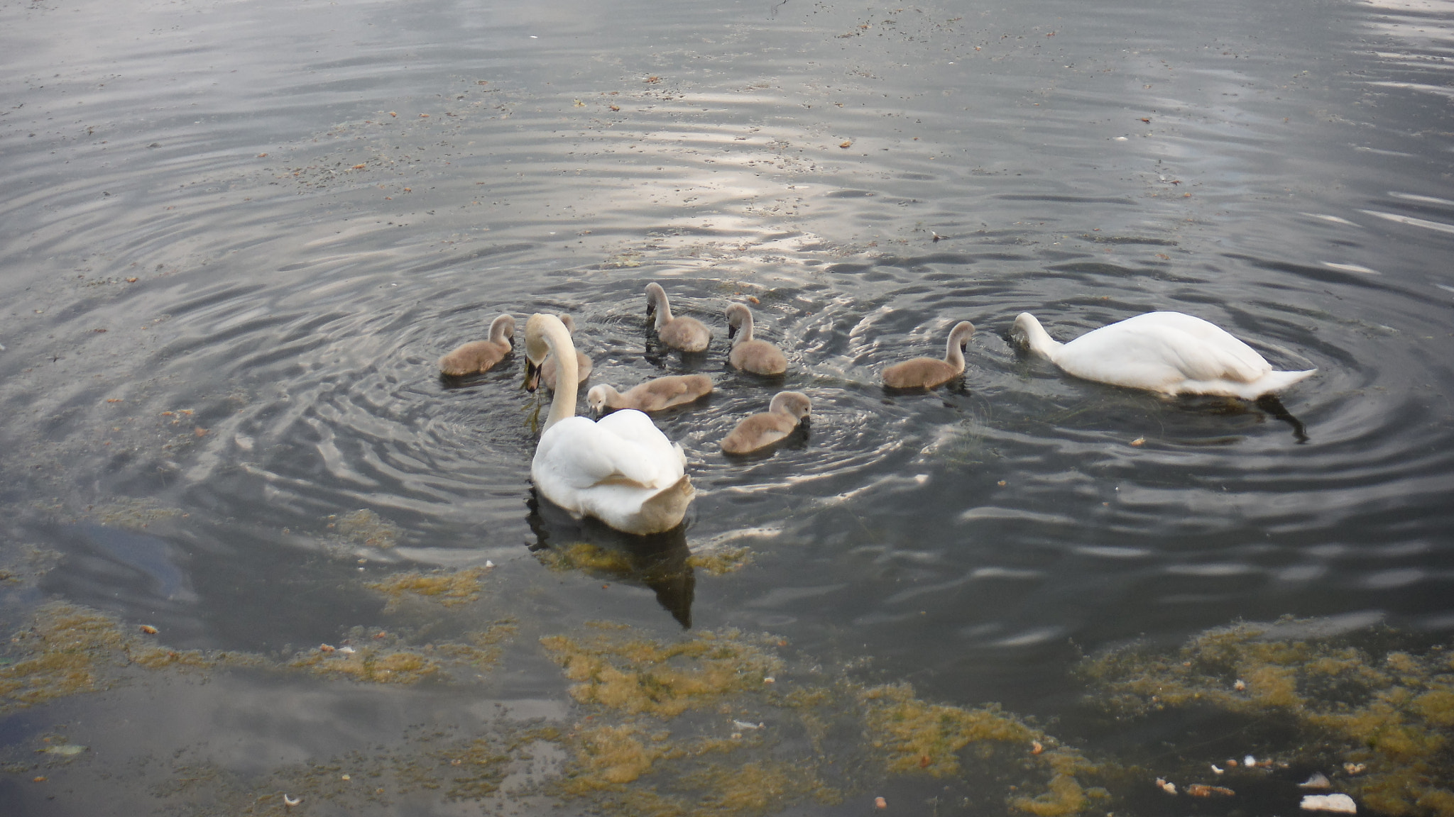 Fujifilm FinePix XP70 XP71 XP75 sample photo. Cygnets photography