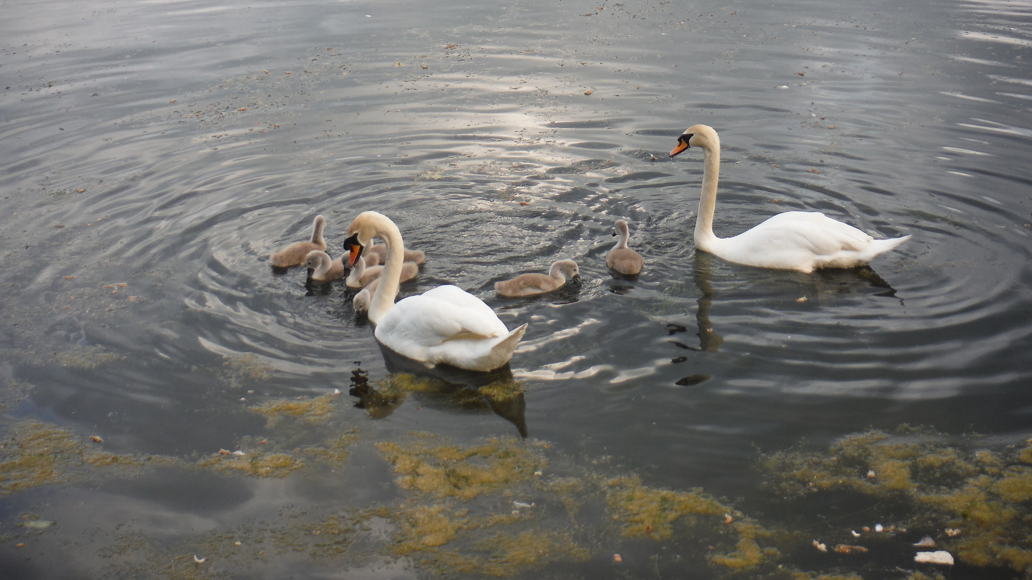 Fujifilm FinePix XP70 XP71 XP75 sample photo. Cygnets photography