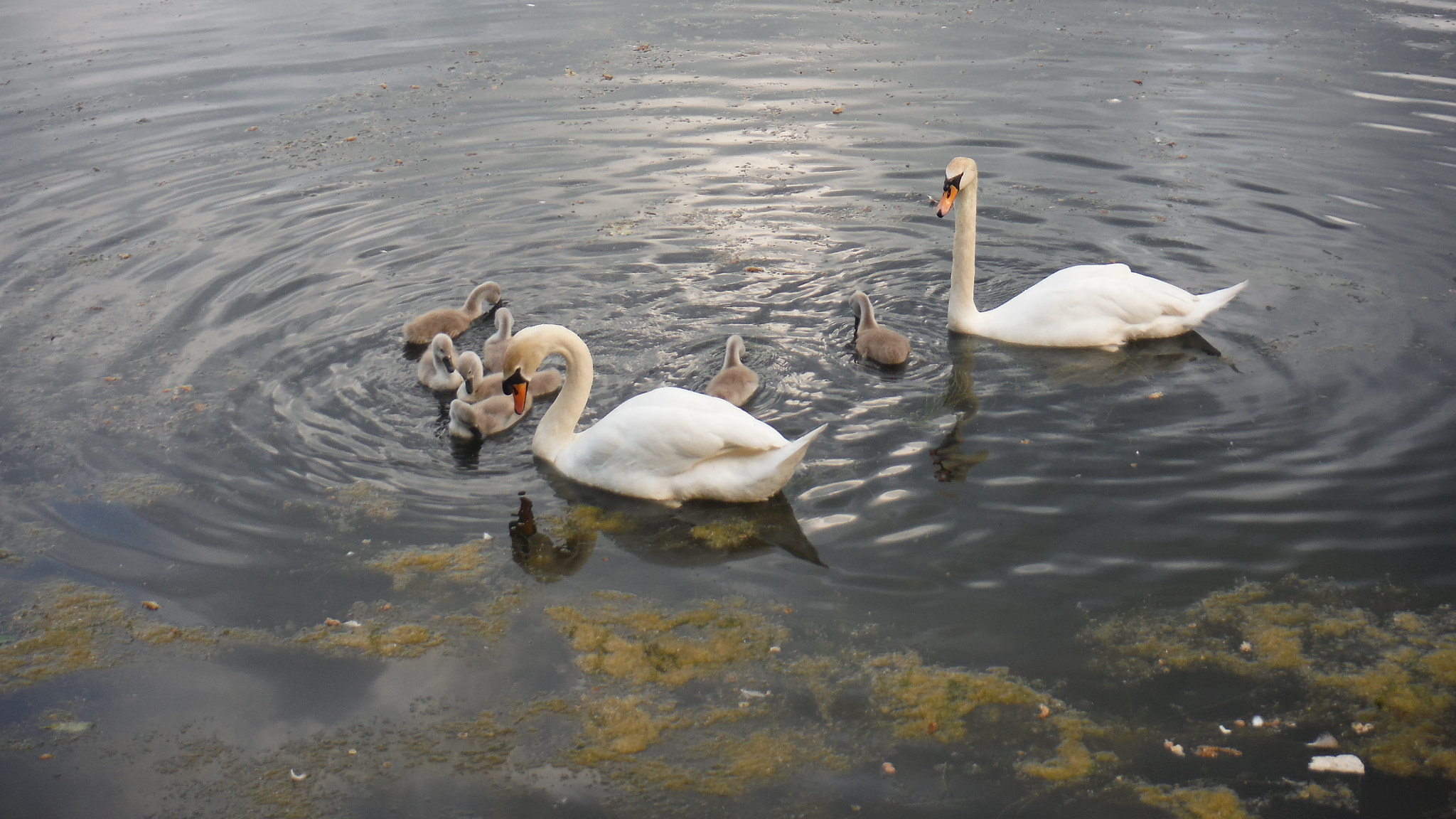 Fujifilm FinePix XP70 XP71 XP75 sample photo. Cygnets photography