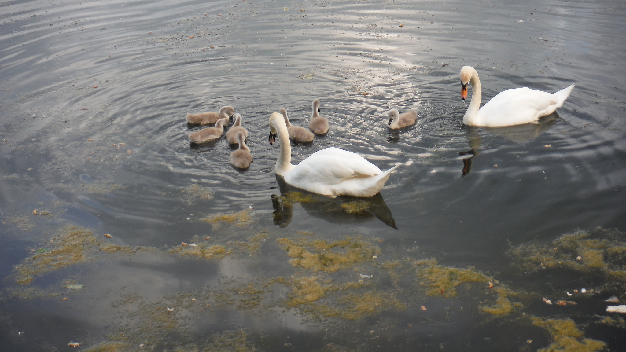 Fujifilm FinePix XP70 XP71 XP75 sample photo. Cygnets photography