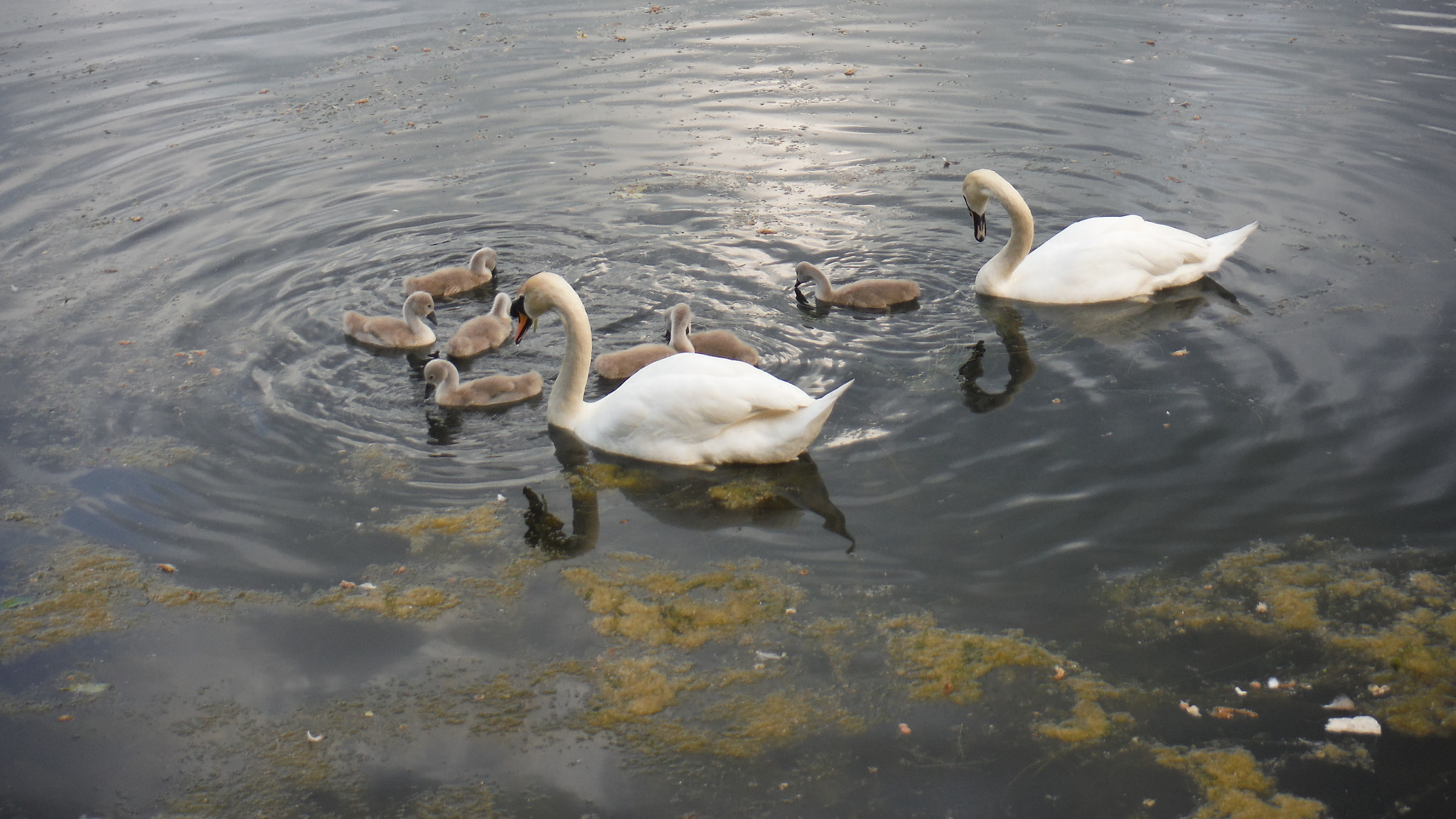 Fujifilm FinePix XP70 XP71 XP75 sample photo. Cygnets photography