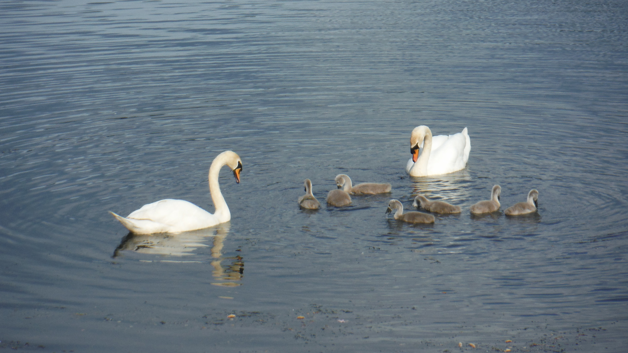 Fujifilm FinePix XP70 XP71 XP75 sample photo. Cygnets photography