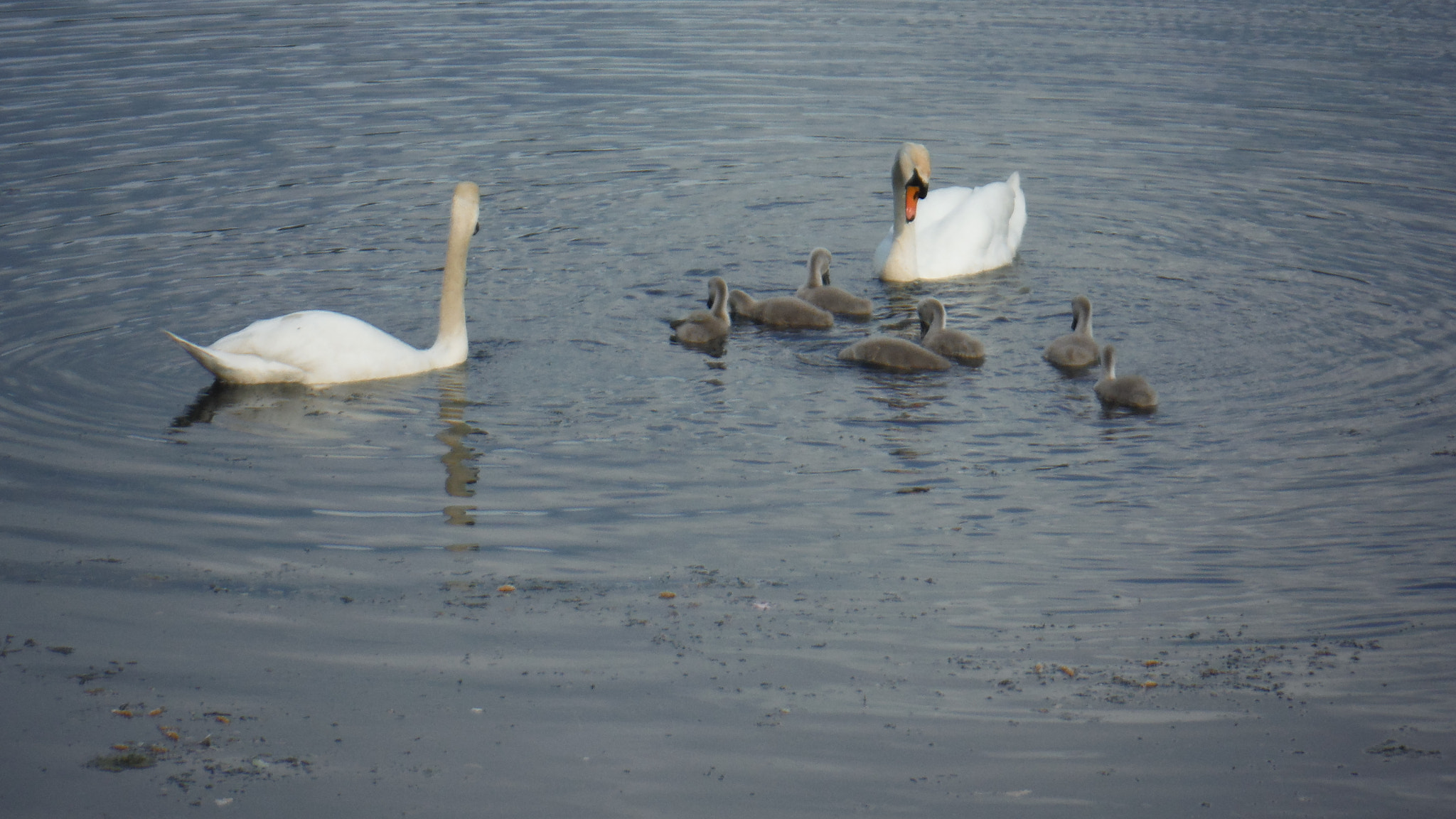 Fujifilm FinePix XP70 XP71 XP75 sample photo. Cygnets photography