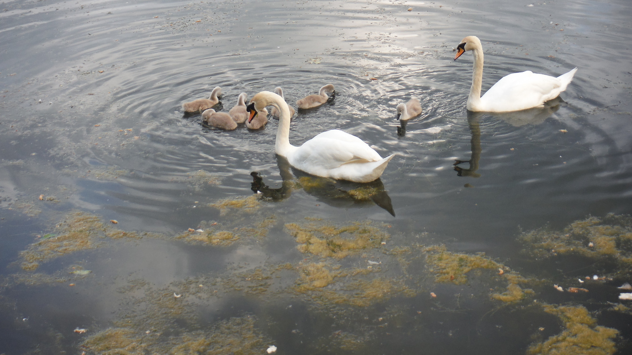 Fujifilm FinePix XP70 XP71 XP75 sample photo. Cygnets photography