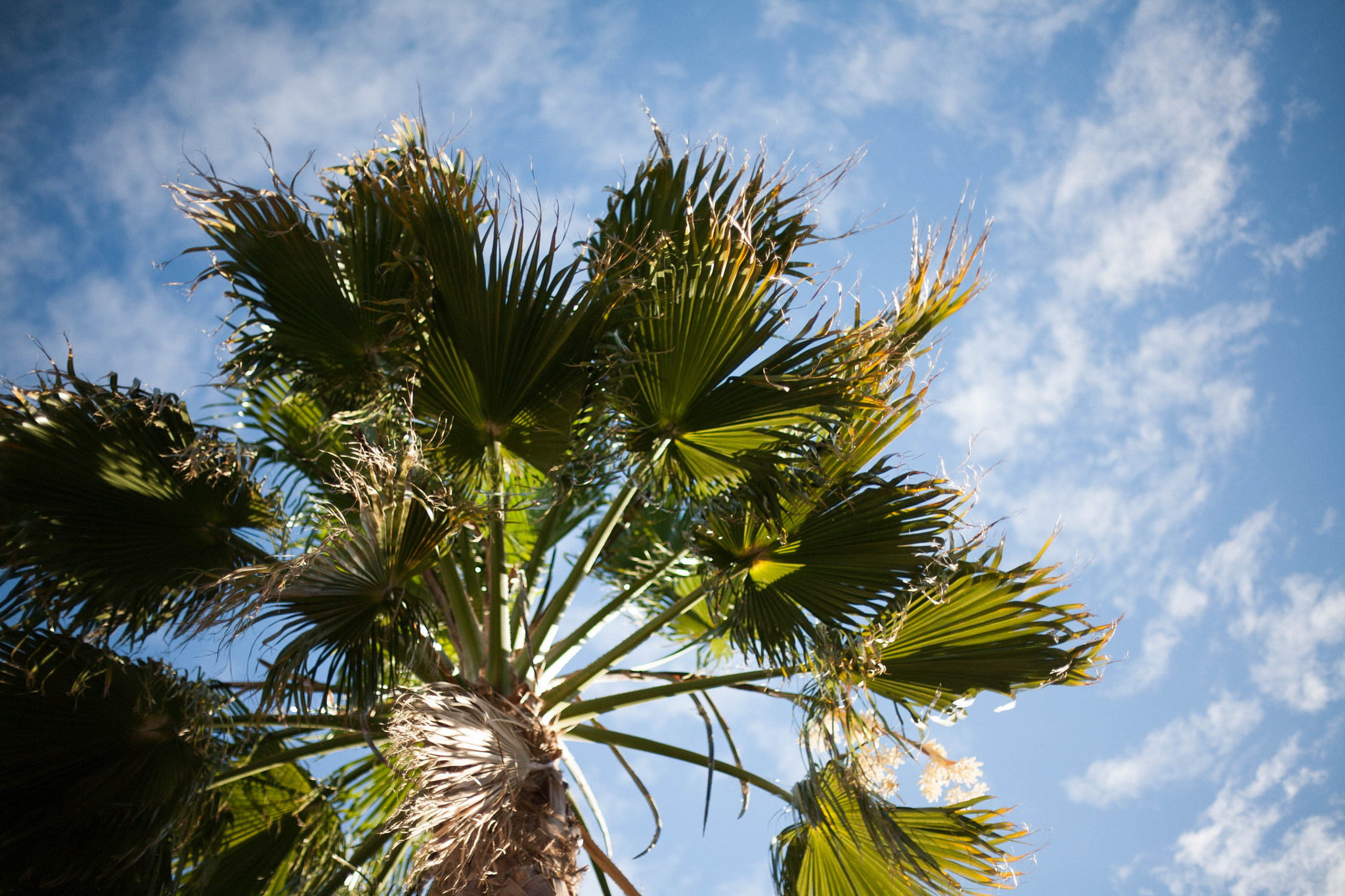 Canon EOS 5D + Canon EF 50mm F1.4 USM sample photo. Palm tree photography