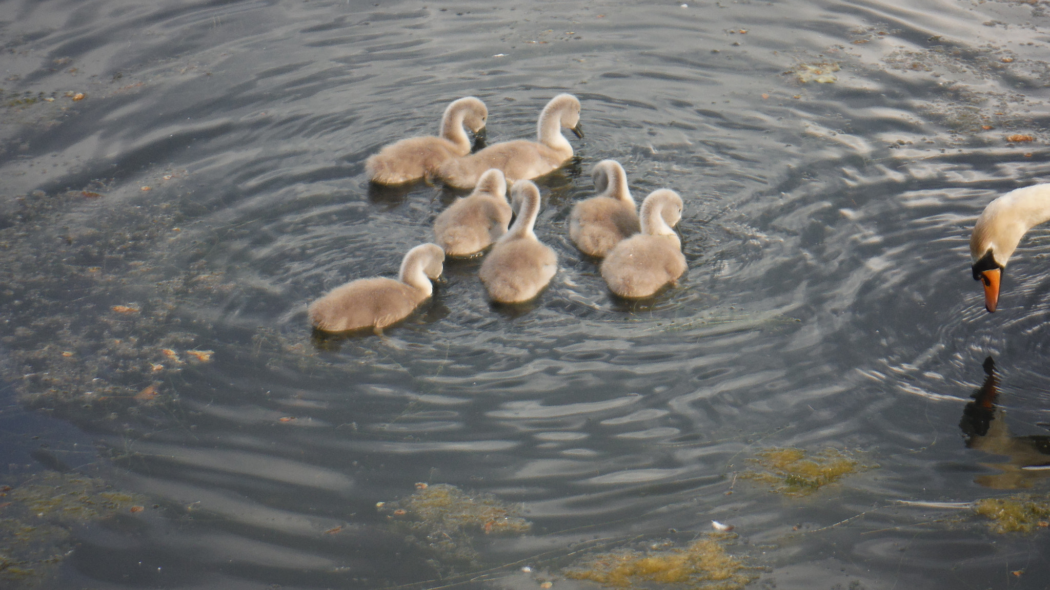 Fujifilm FinePix XP70 XP71 XP75 sample photo. Cygnets photography