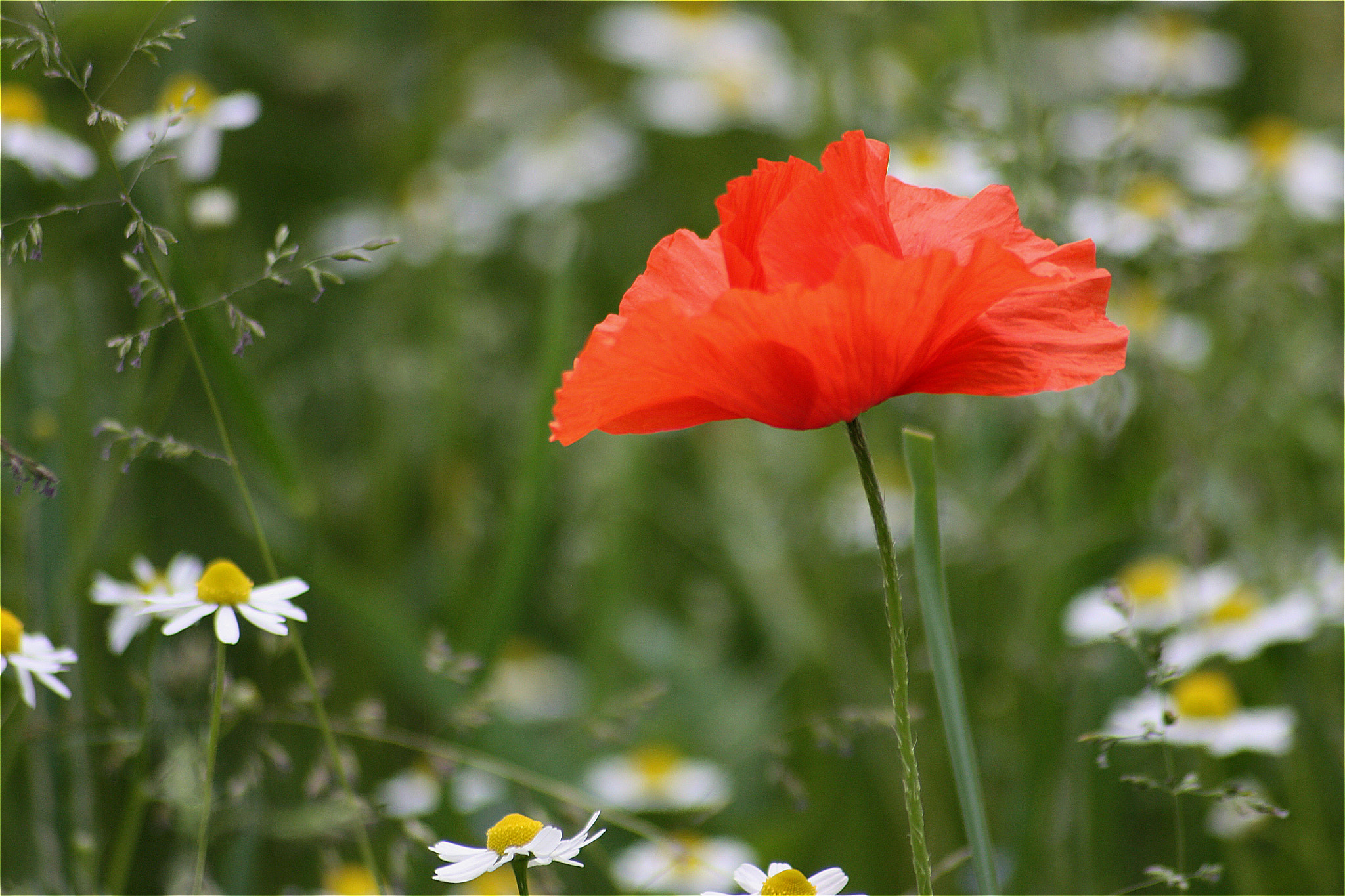 Sigma 70-300mm F4-5.6 APO DG Macro sample photo. Poppies and chamomile photography