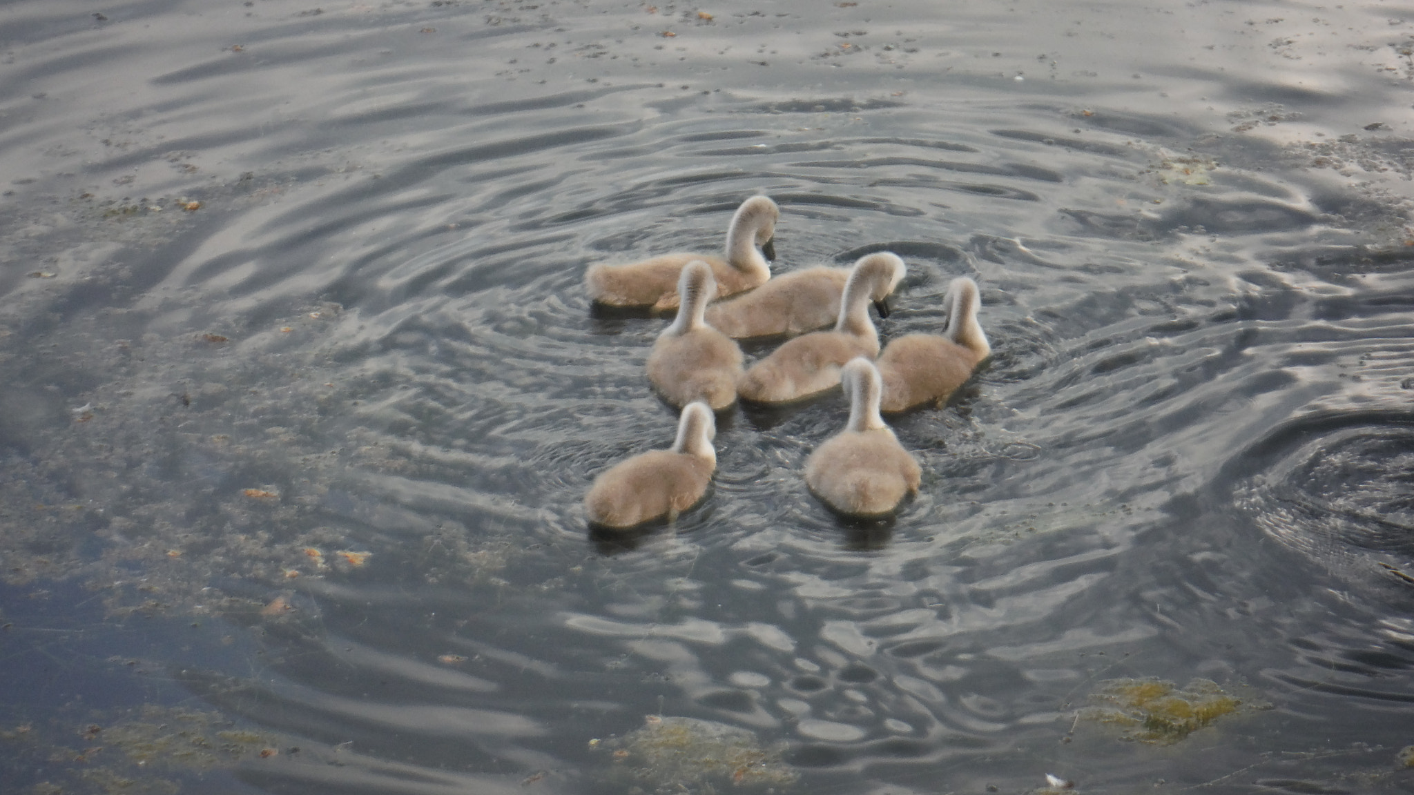 Fujifilm FinePix XP70 XP71 XP75 sample photo. Cygnets photography