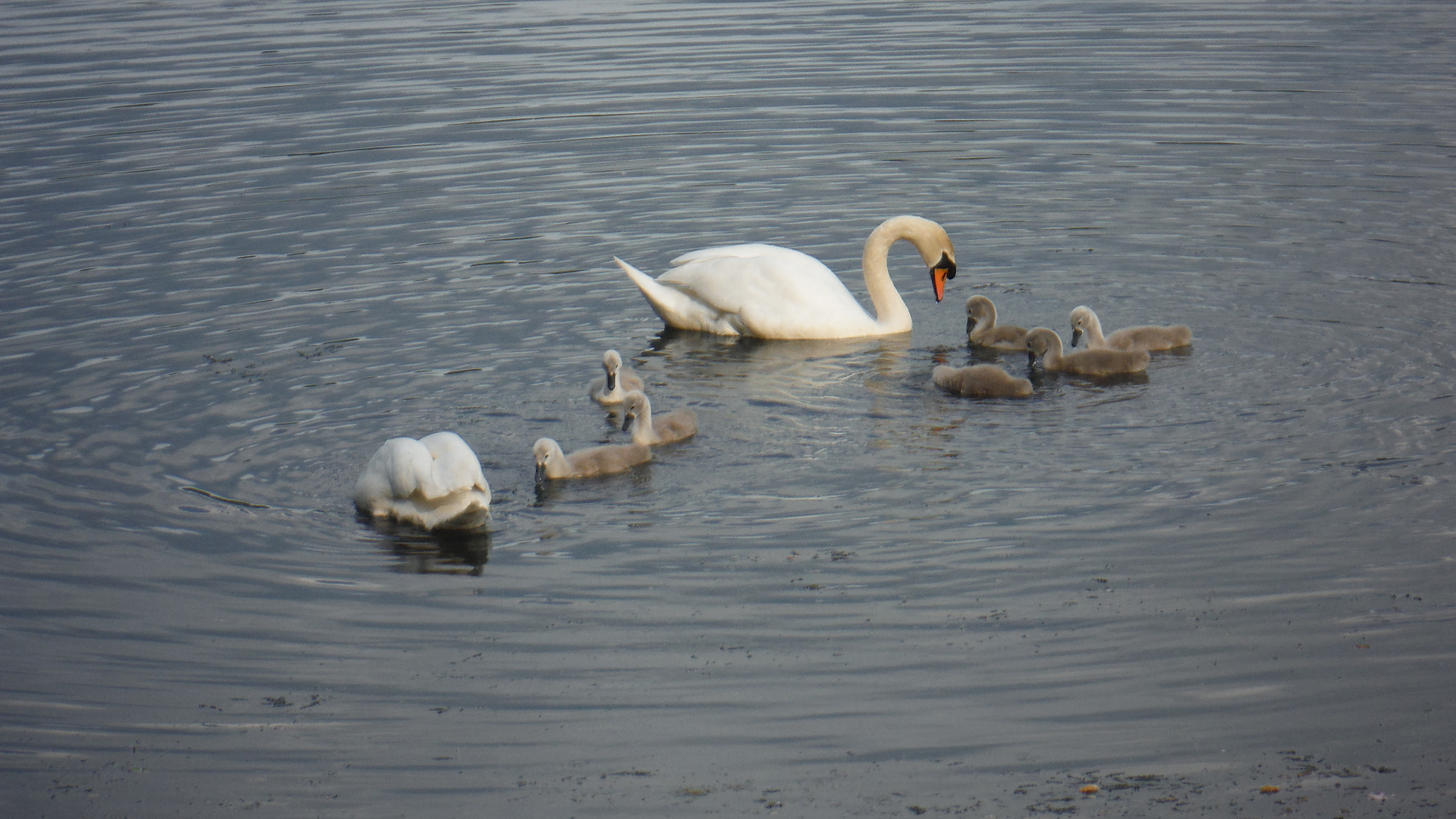 Fujifilm FinePix XP70 XP71 XP75 sample photo. Cygnets photography