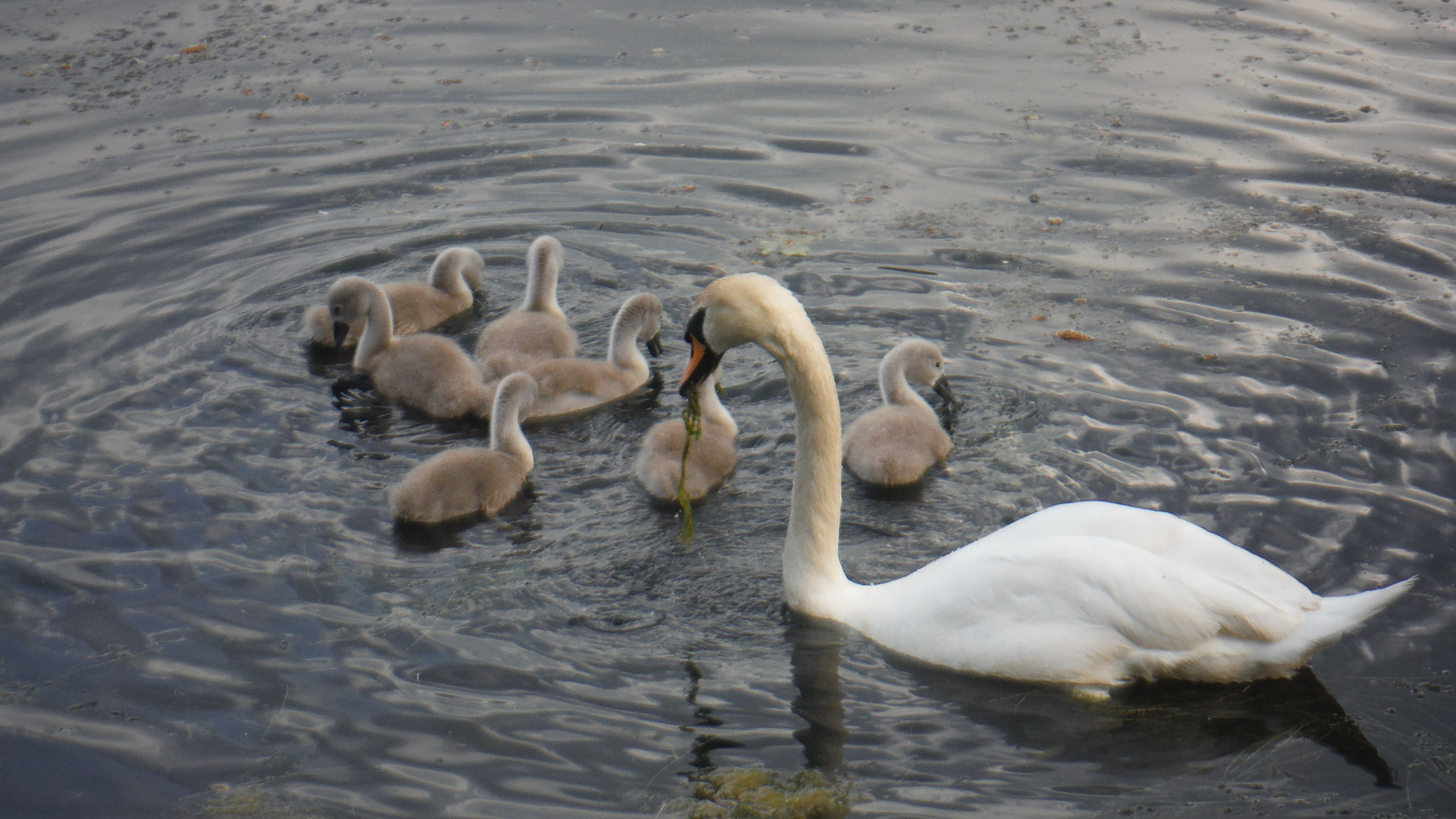 Fujifilm FinePix XP70 XP71 XP75 sample photo. Cygnets photography