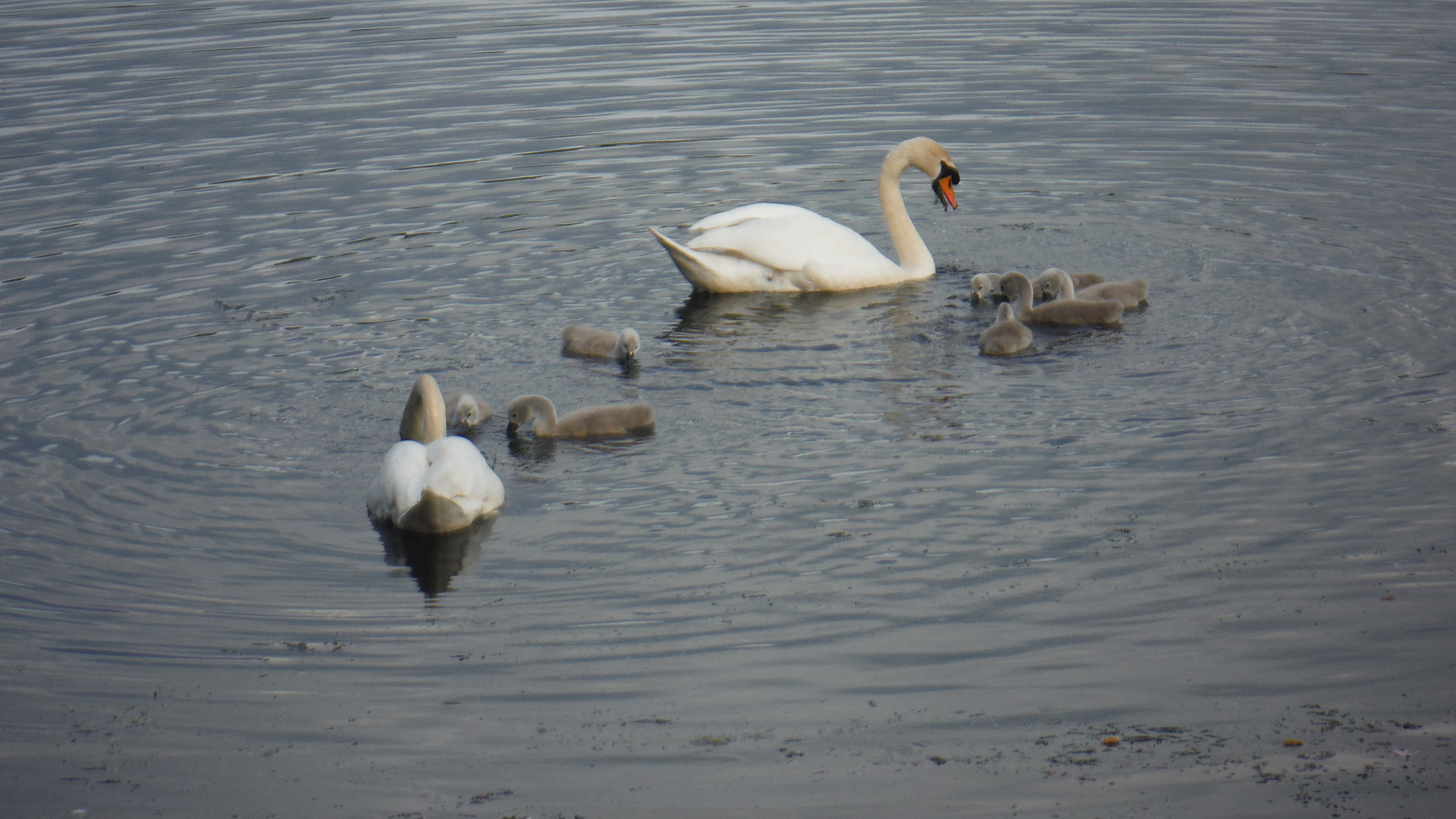 Fujifilm FinePix XP70 XP71 XP75 sample photo. Cygnets photography