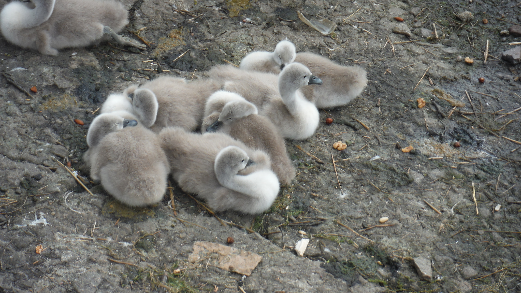 Fujifilm FinePix XP70 XP71 XP75 sample photo. Cygnets photography