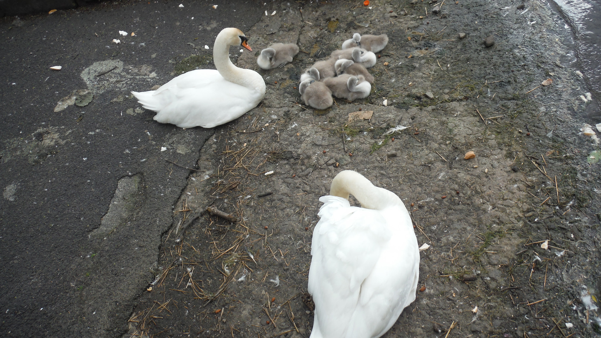 Fujifilm FinePix XP70 XP71 XP75 sample photo. Cygnets photography