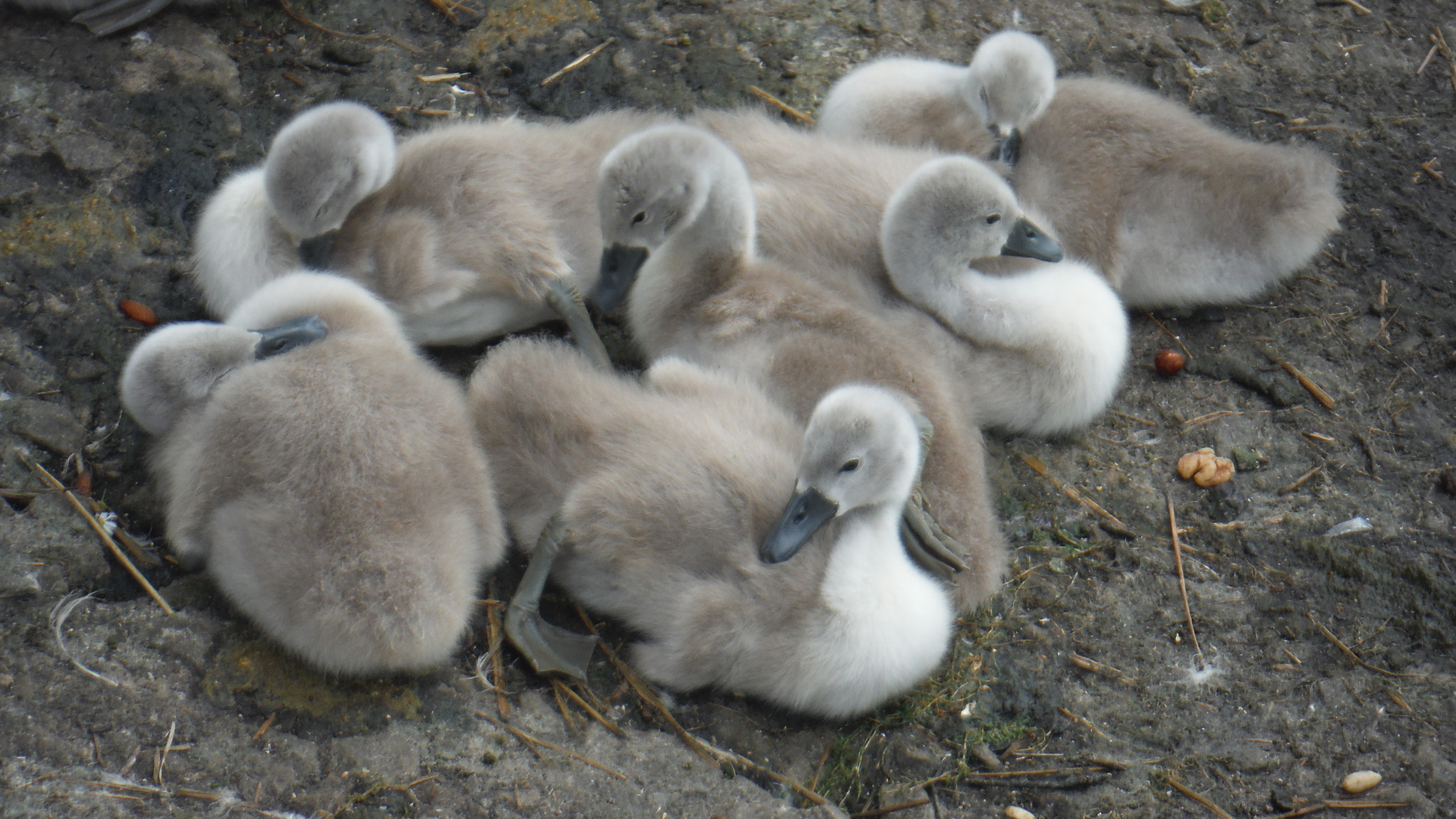 Fujifilm FinePix XP70 XP71 XP75 sample photo. Cygnets photography