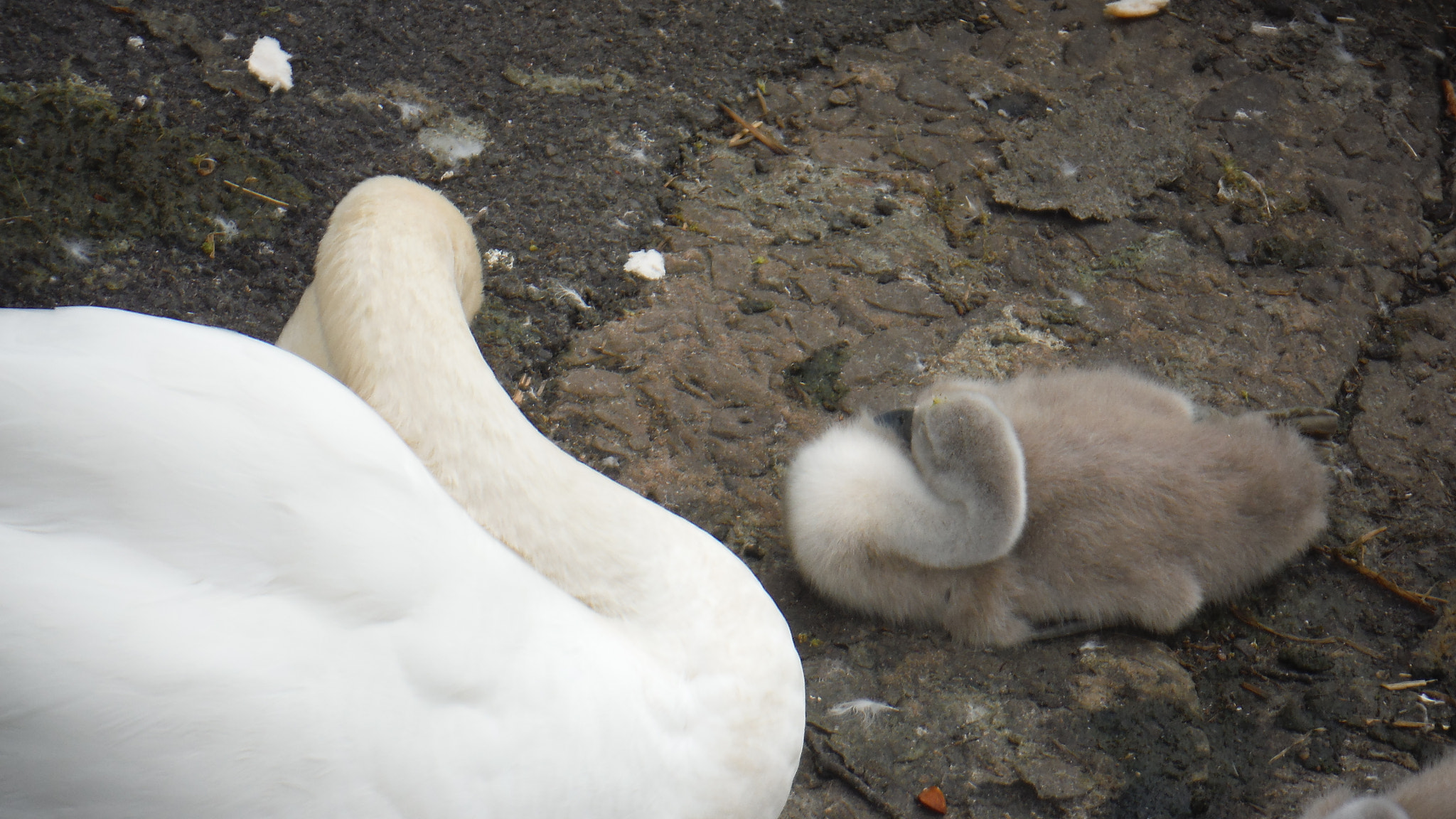 Fujifilm FinePix XP70 XP71 XP75 sample photo. Cygnets photography