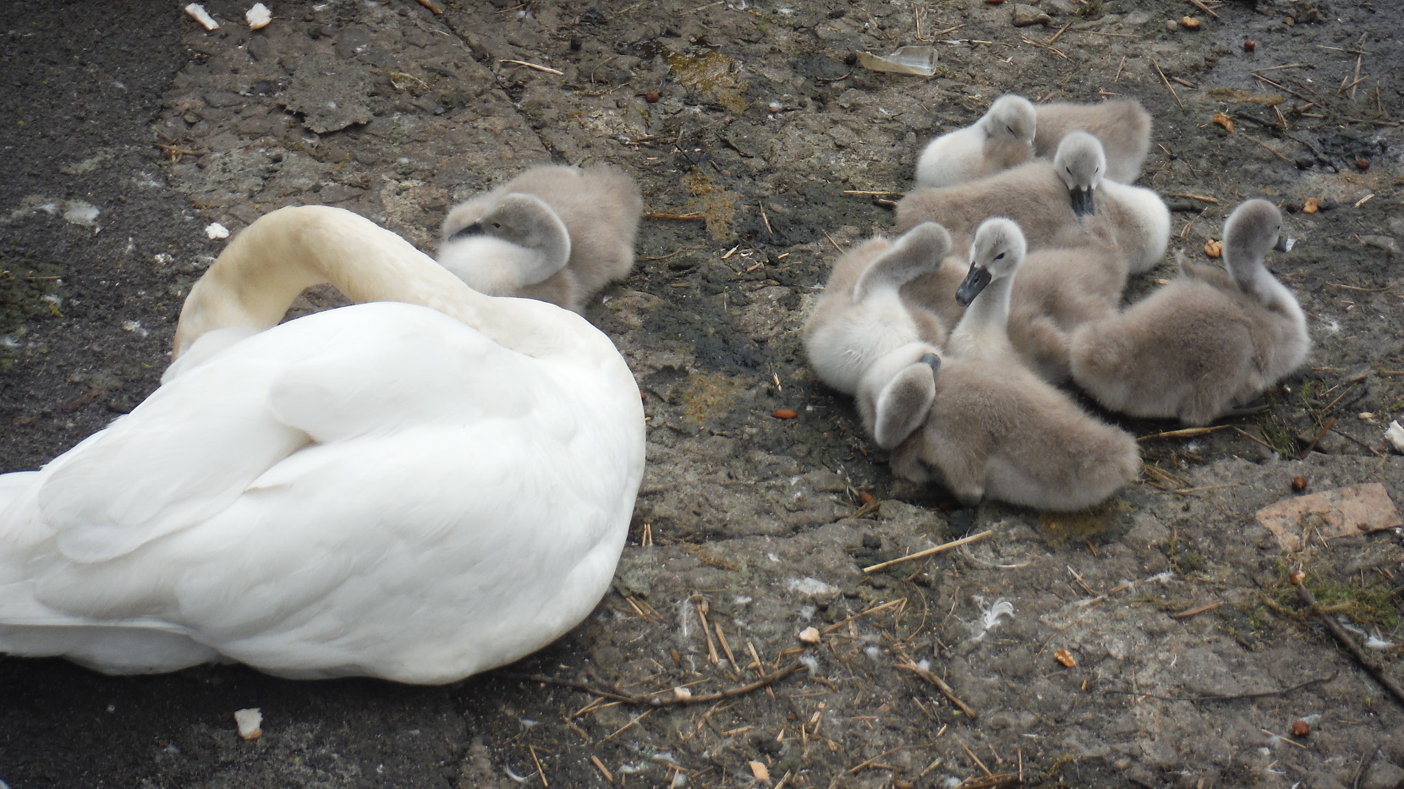 Fujifilm FinePix XP70 XP71 XP75 sample photo. Cygnets photography