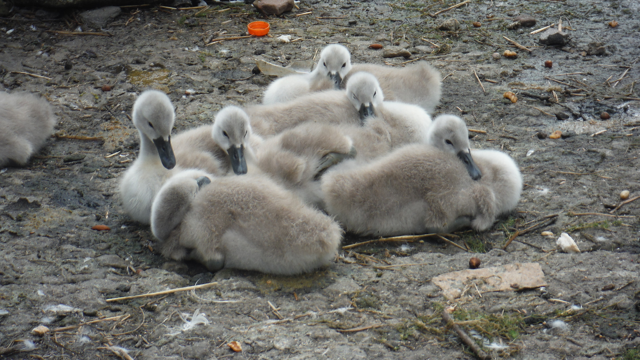 Fujifilm FinePix XP70 XP71 XP75 sample photo. Cygnets photography