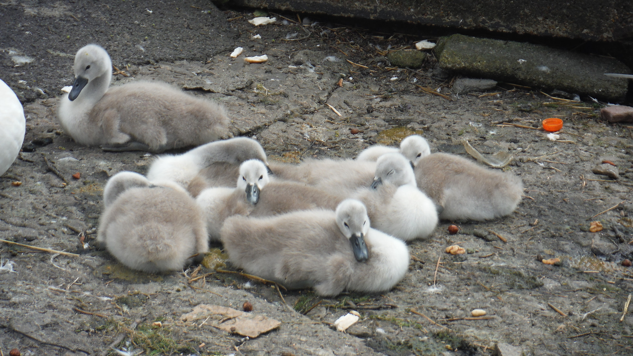 Fujifilm FinePix XP70 XP71 XP75 sample photo. Cygnets photography