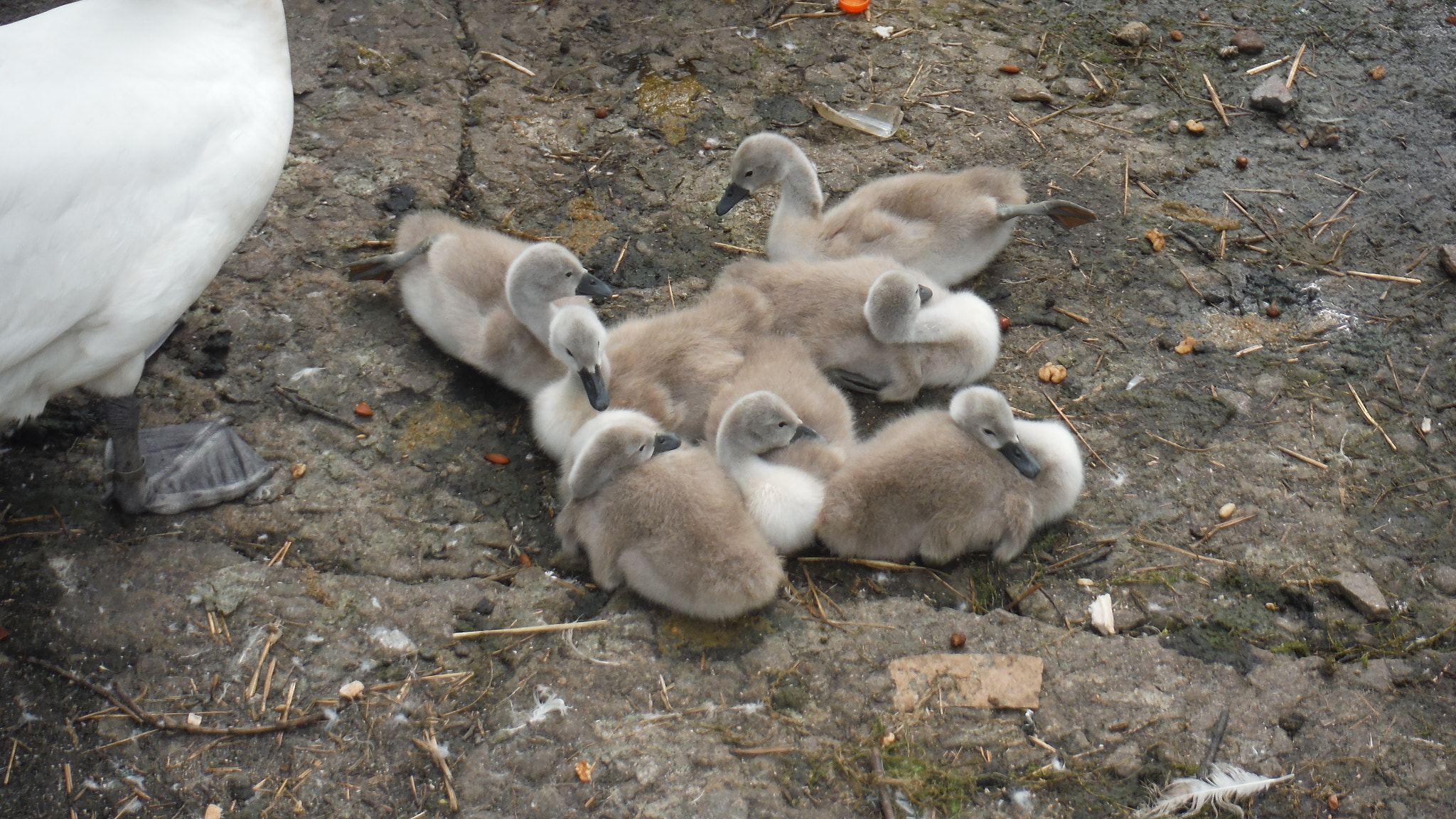 Fujifilm FinePix XP70 XP71 XP75 sample photo. Cygnets photography