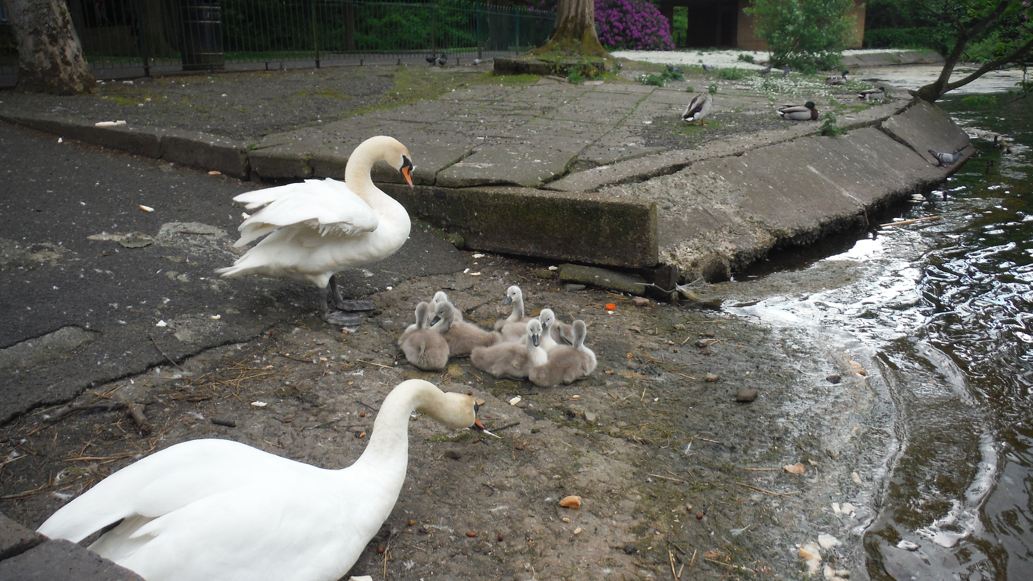 Fujifilm FinePix XP70 XP71 XP75 sample photo. Cygnets photography