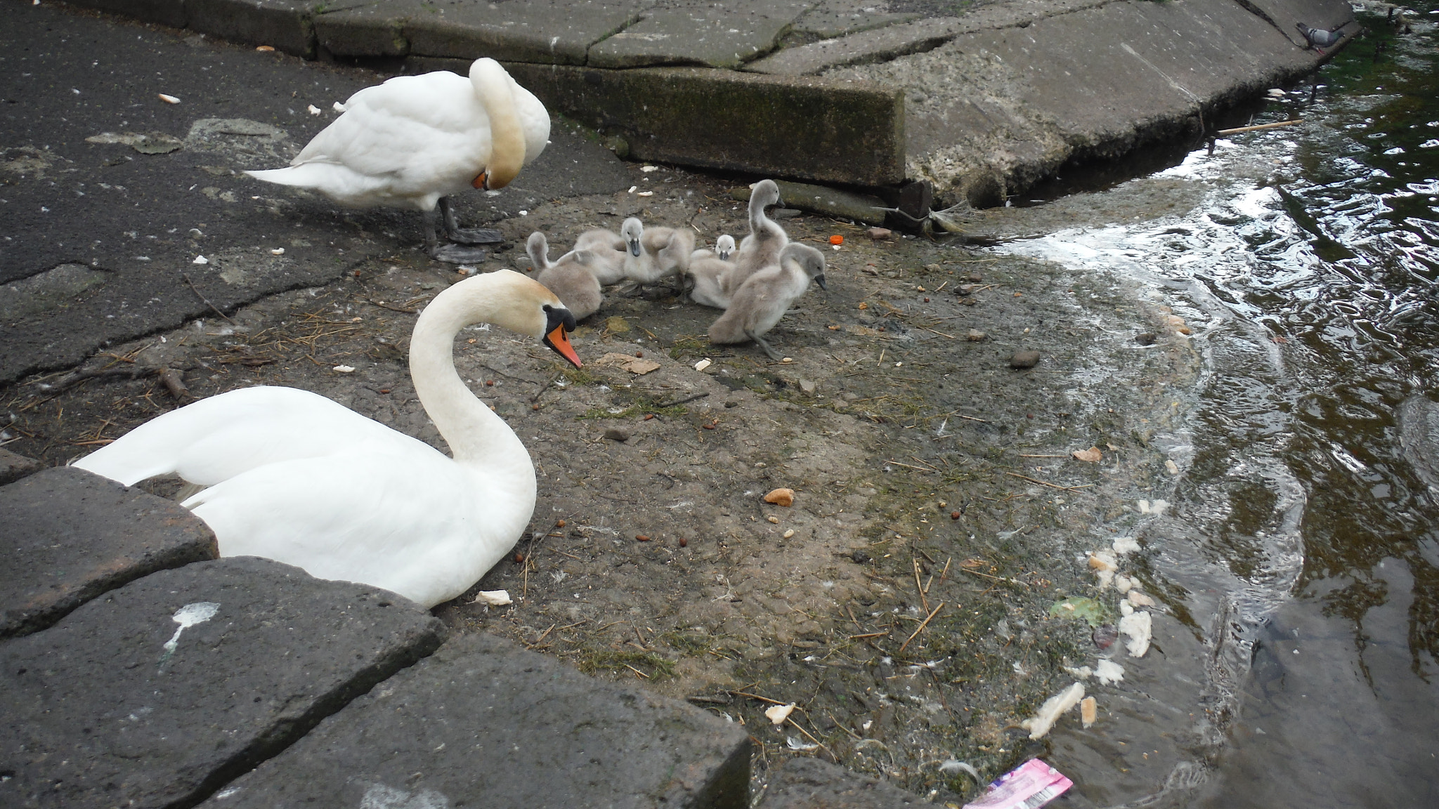 Fujifilm FinePix XP70 XP71 XP75 sample photo. Cygnets photography