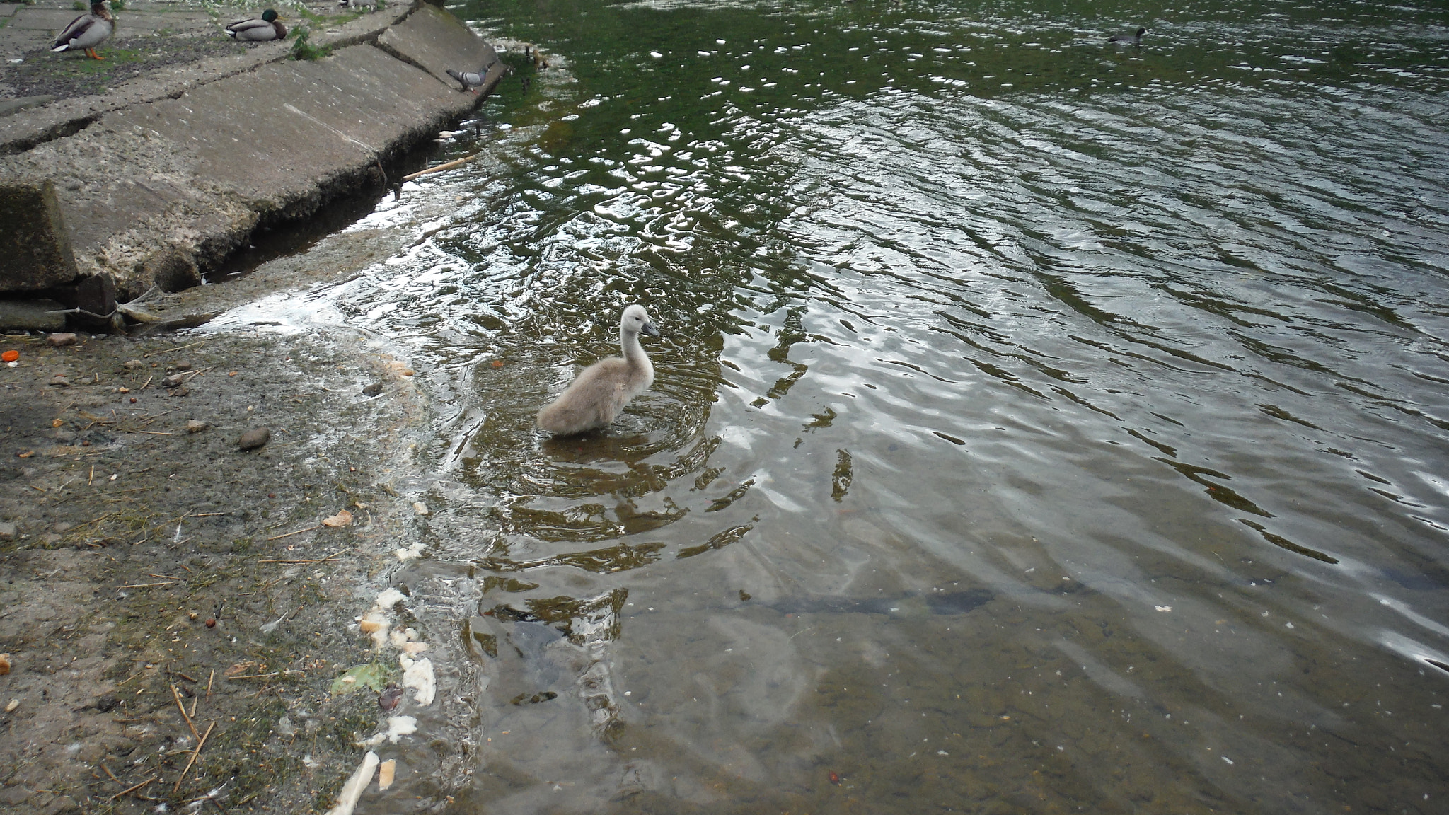 Fujifilm FinePix XP70 XP71 XP75 sample photo. Cygnets photography