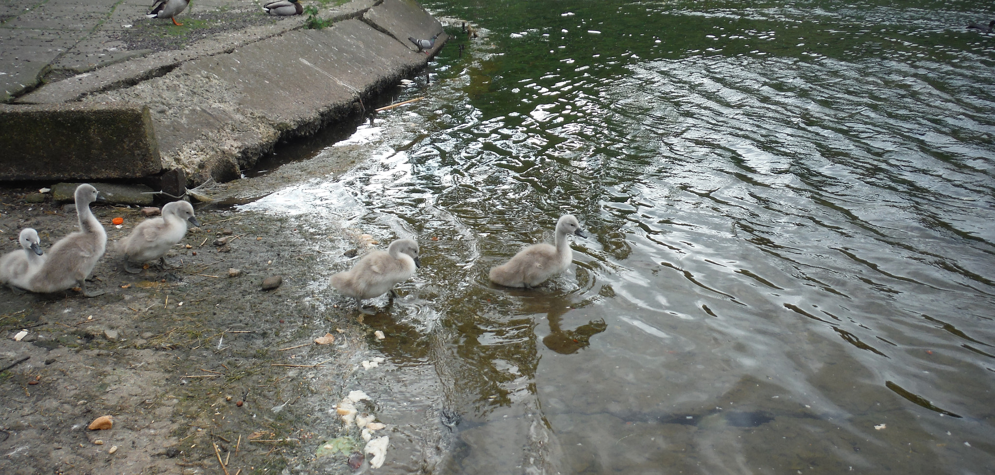 Fujifilm FinePix XP70 XP71 XP75 sample photo. Cygnets photography