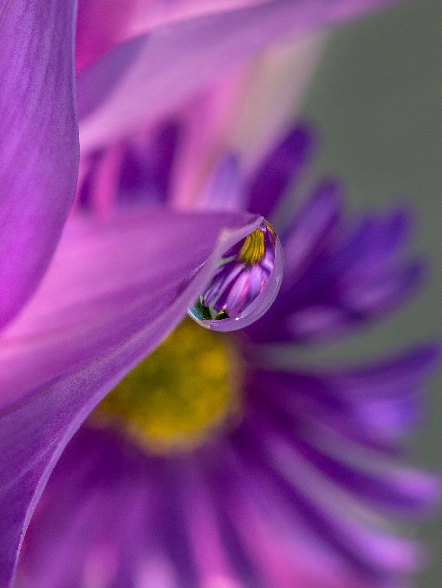 Canon EOS 1100D (EOS Rebel T3 / EOS Kiss X50) + Tamron SP AF 90mm F2.8 Di Macro sample photo. Purple rain photography