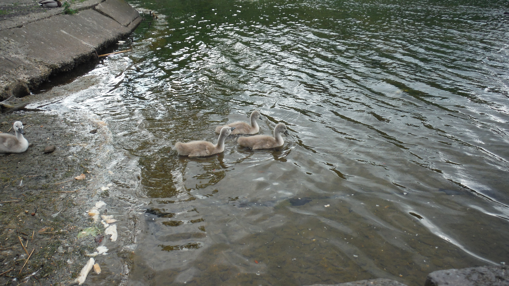 Fujifilm FinePix XP70 XP71 XP75 sample photo. Cygnets photography