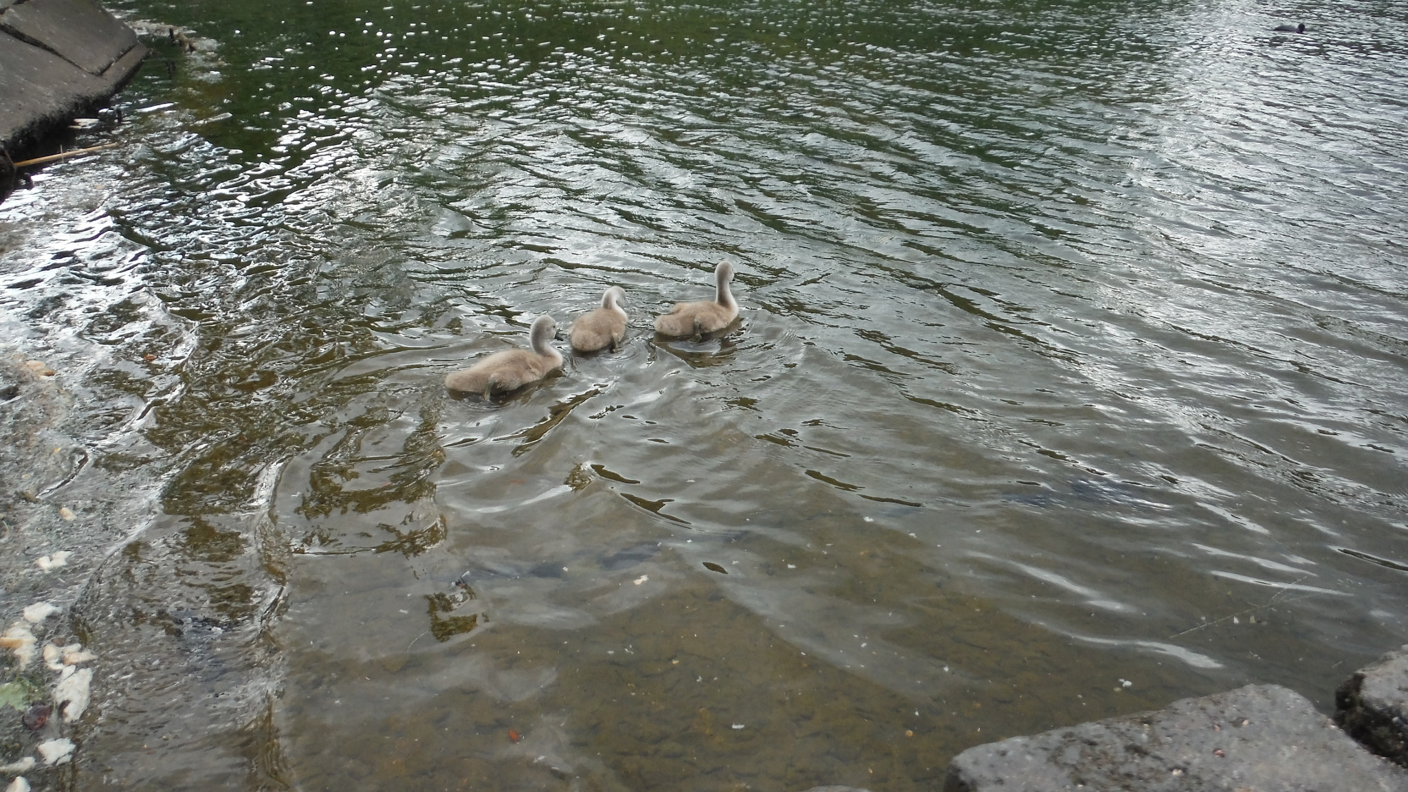 Fujifilm FinePix XP70 XP71 XP75 sample photo. Cygnets photography