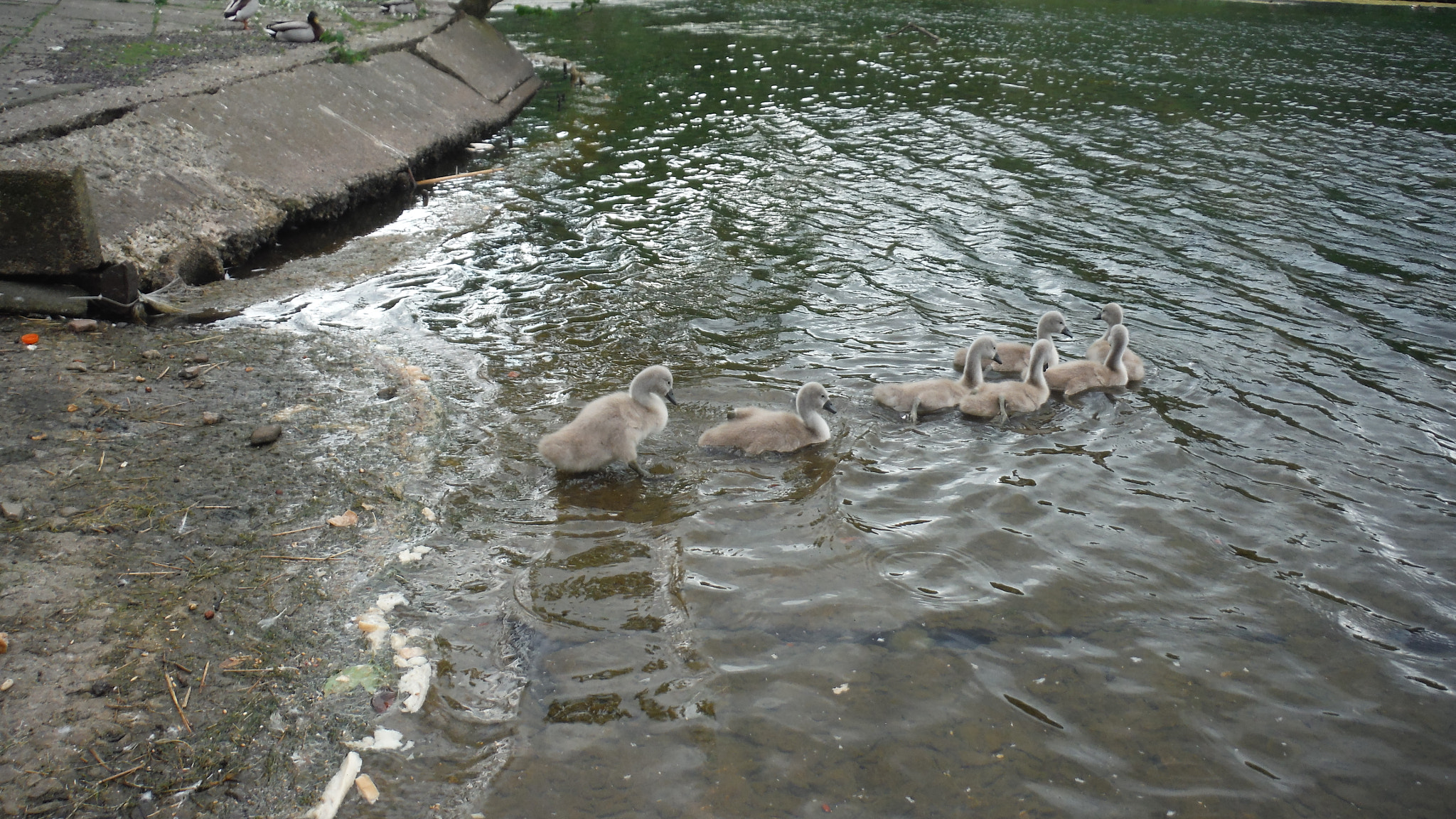 Fujifilm FinePix XP70 XP71 XP75 sample photo. Cygnets photography