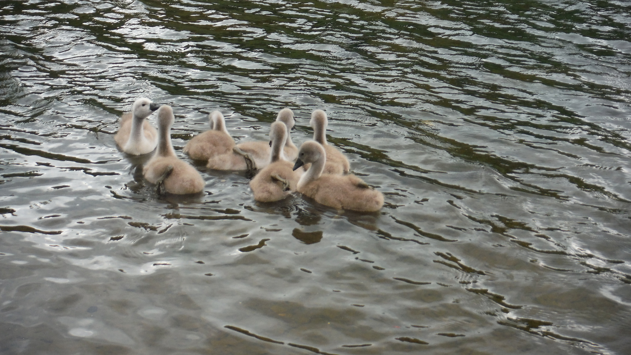 Fujifilm FinePix XP70 XP71 XP75 sample photo. Cygnets photography