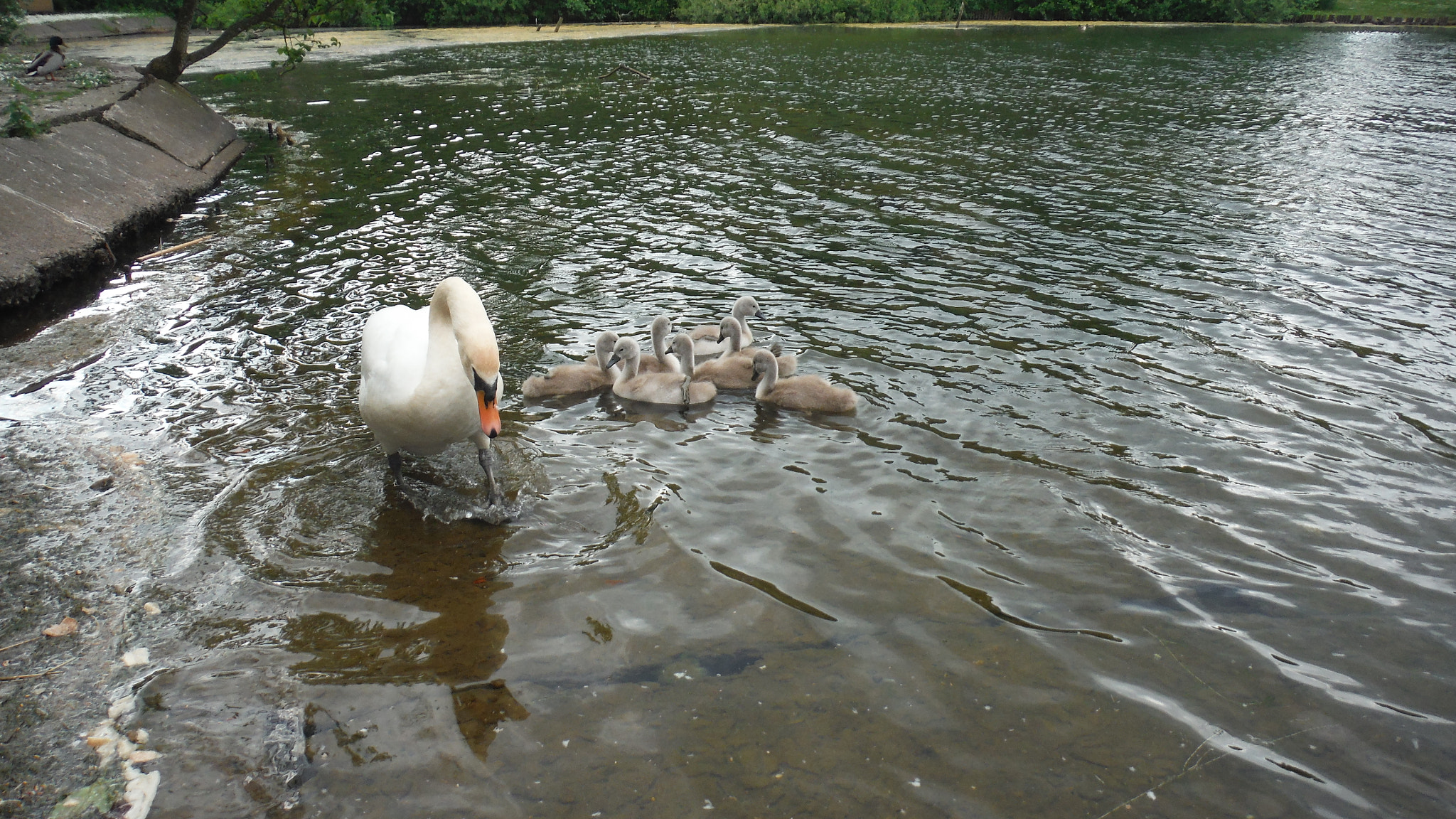 Fujifilm FinePix XP70 XP71 XP75 sample photo. Cygnets photography