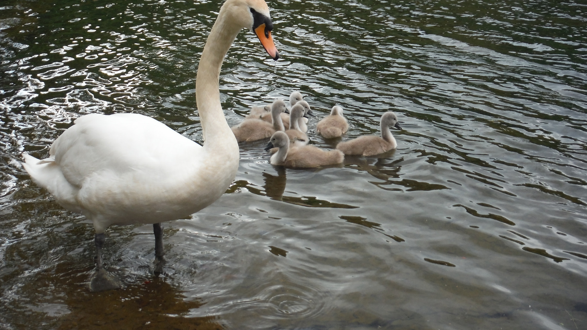 Fujifilm FinePix XP70 XP71 XP75 sample photo. Cygnets photography