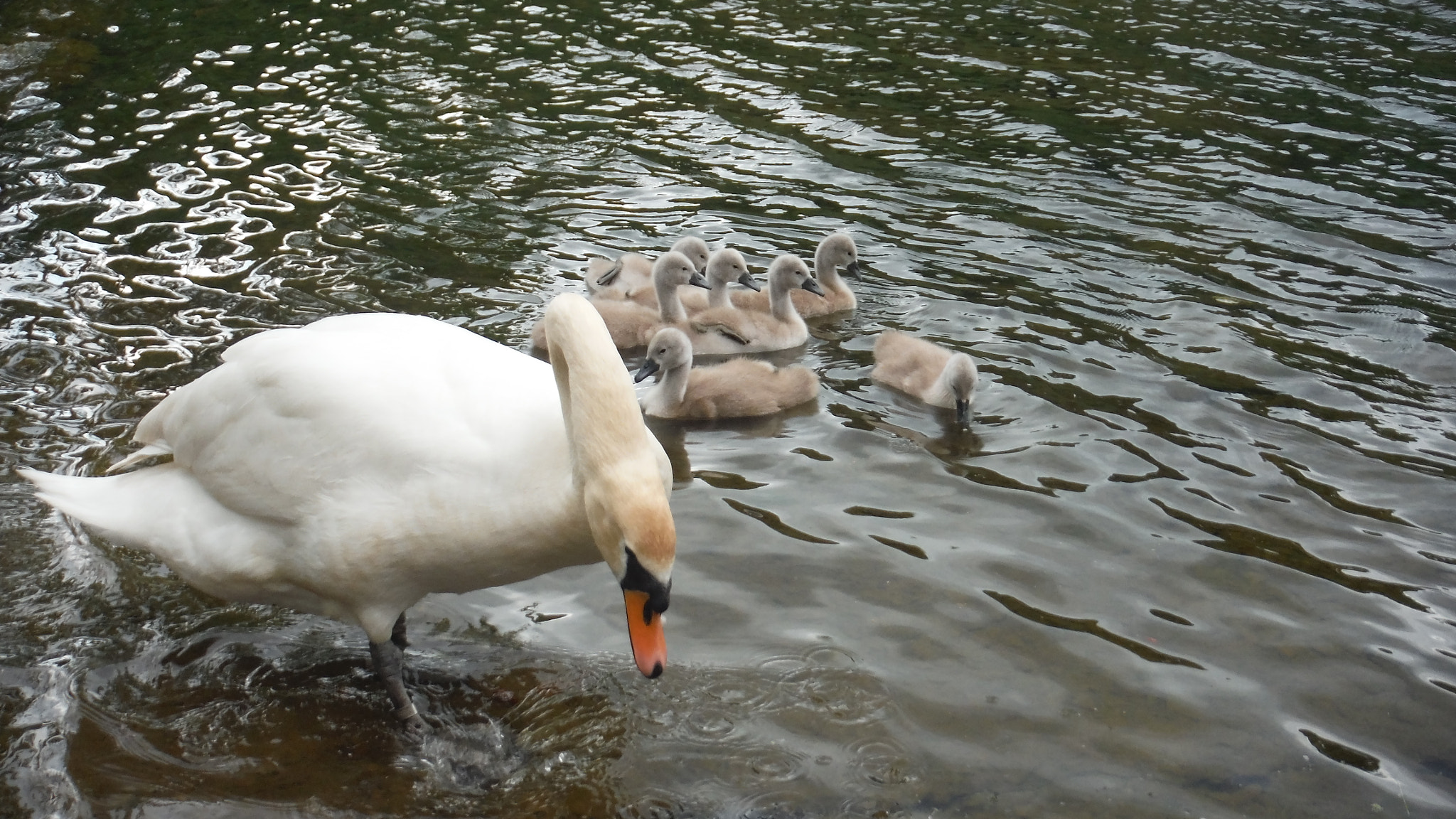 Fujifilm FinePix XP70 XP71 XP75 sample photo. Cygnets photography