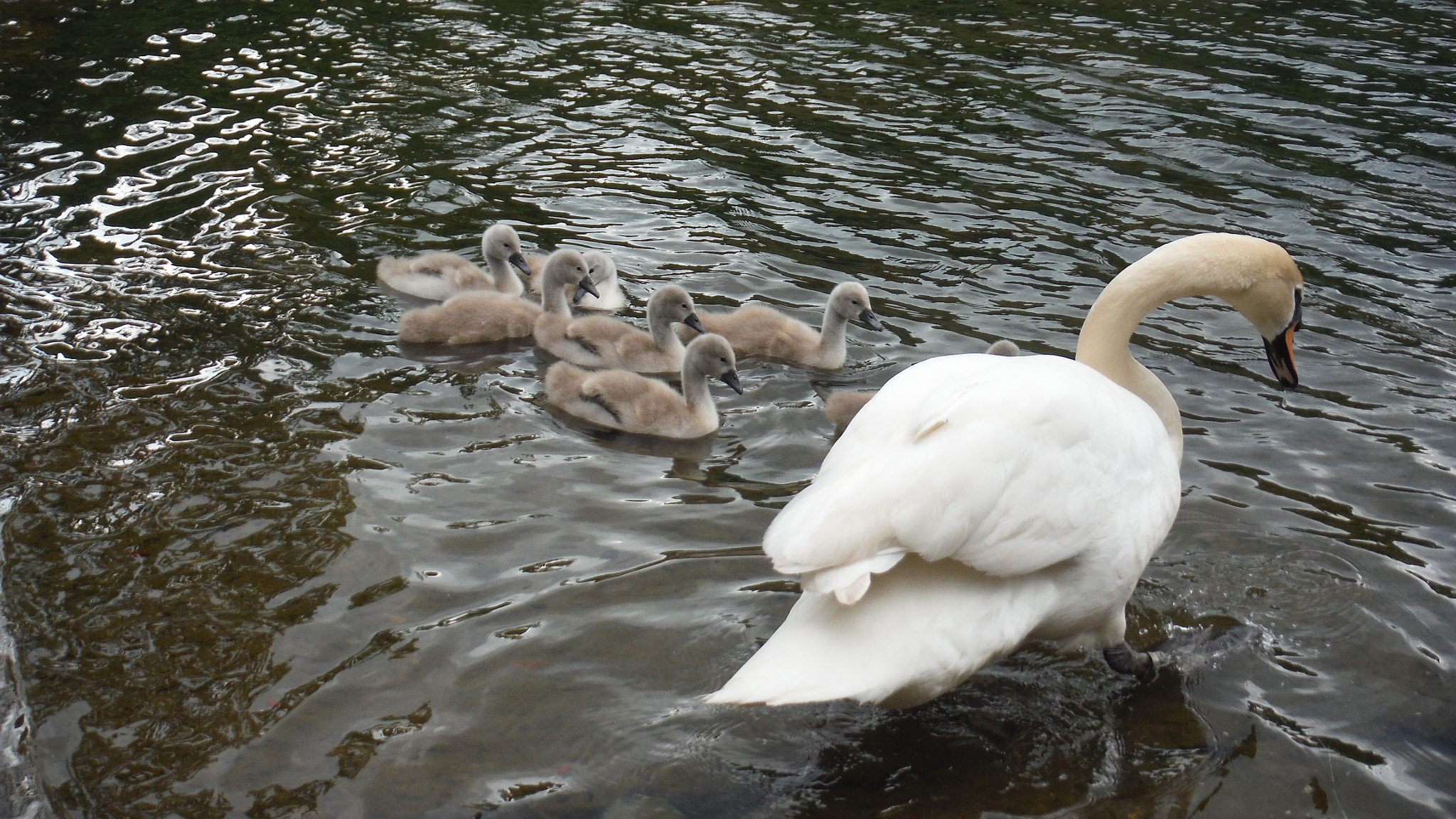 Fujifilm FinePix XP70 XP71 XP75 sample photo. Cygnets photography