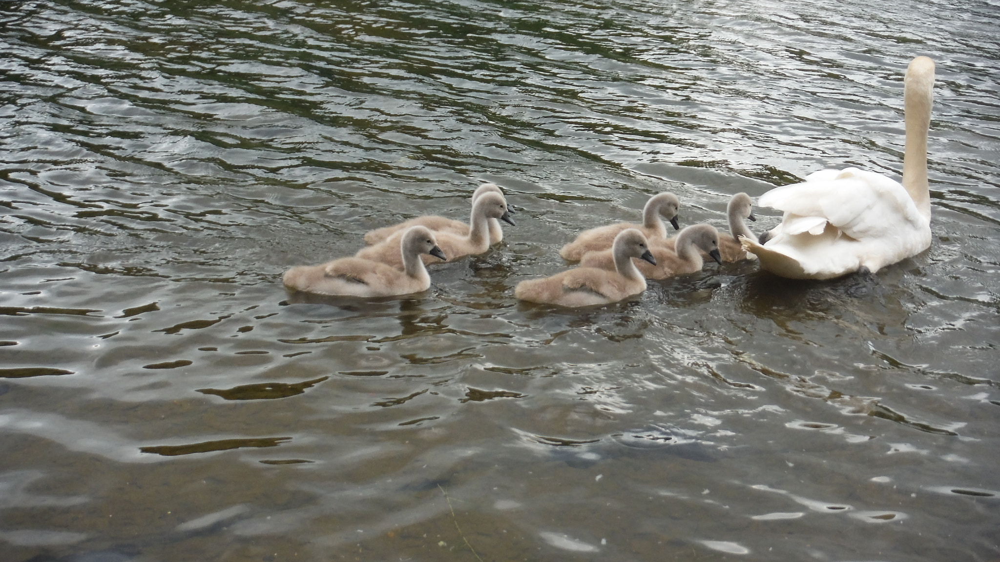 Fujifilm FinePix XP70 XP71 XP75 sample photo. Cygnets photography