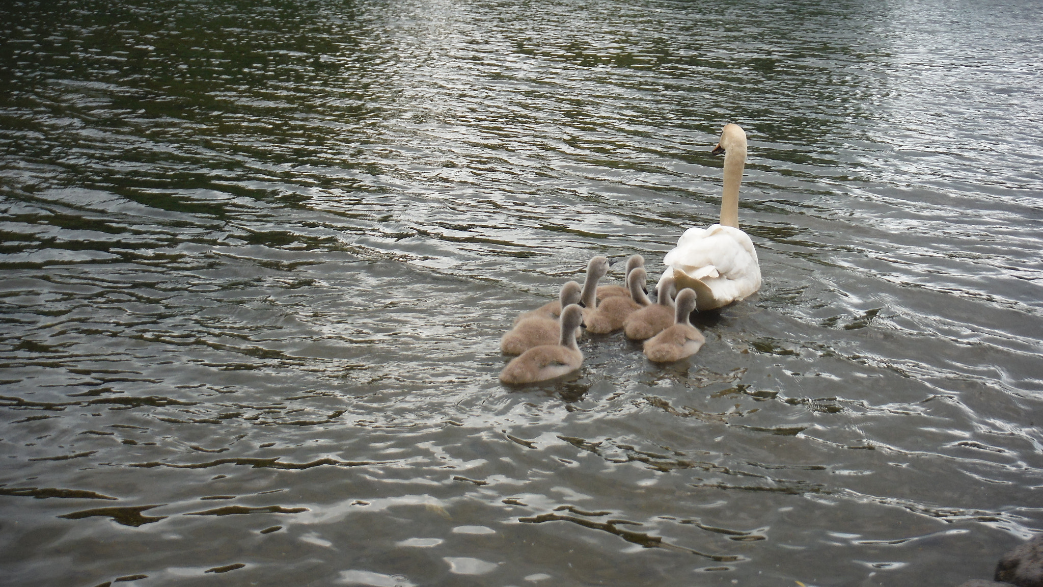 Fujifilm FinePix XP70 XP71 XP75 sample photo. Cygnets photography