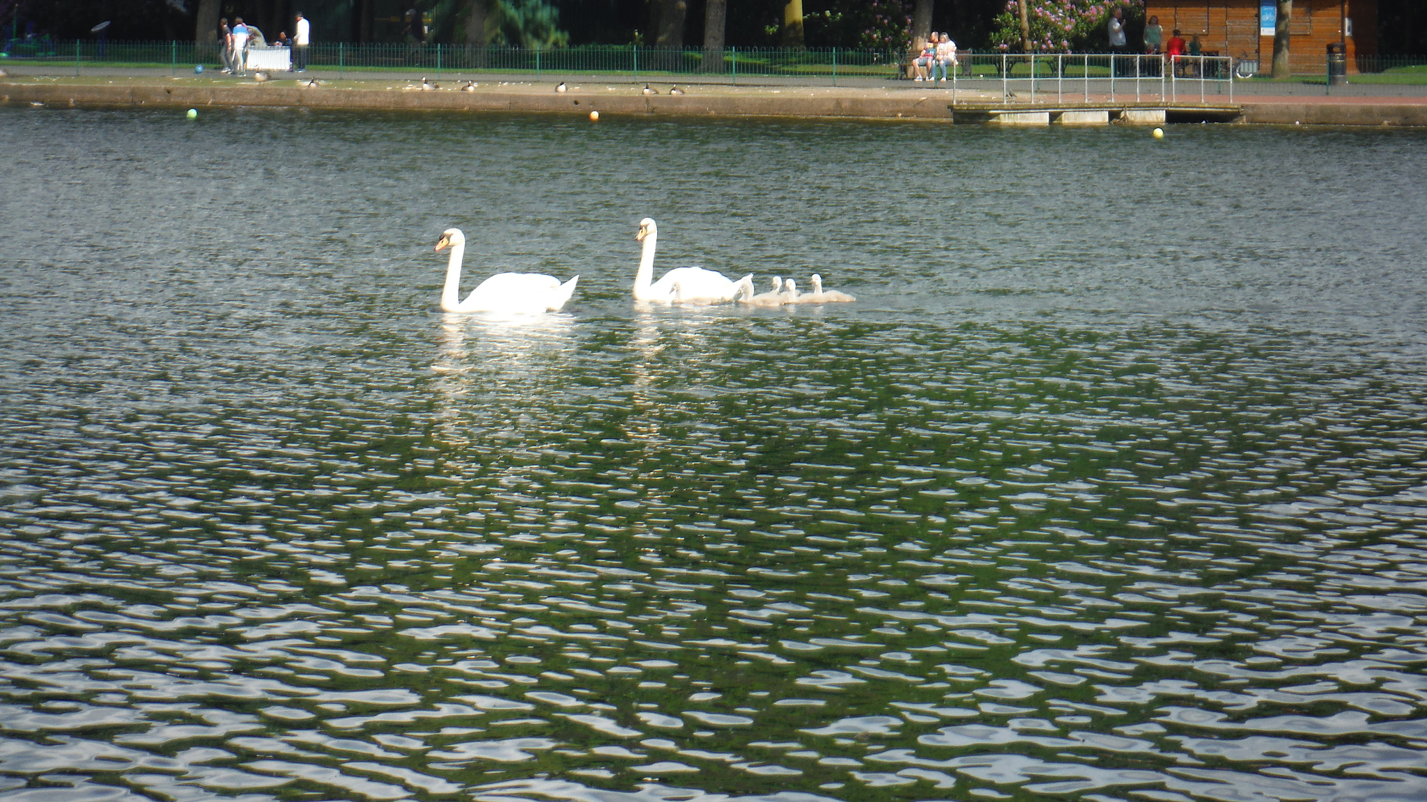 Fujifilm FinePix XP70 XP71 XP75 sample photo. Cygnets photography