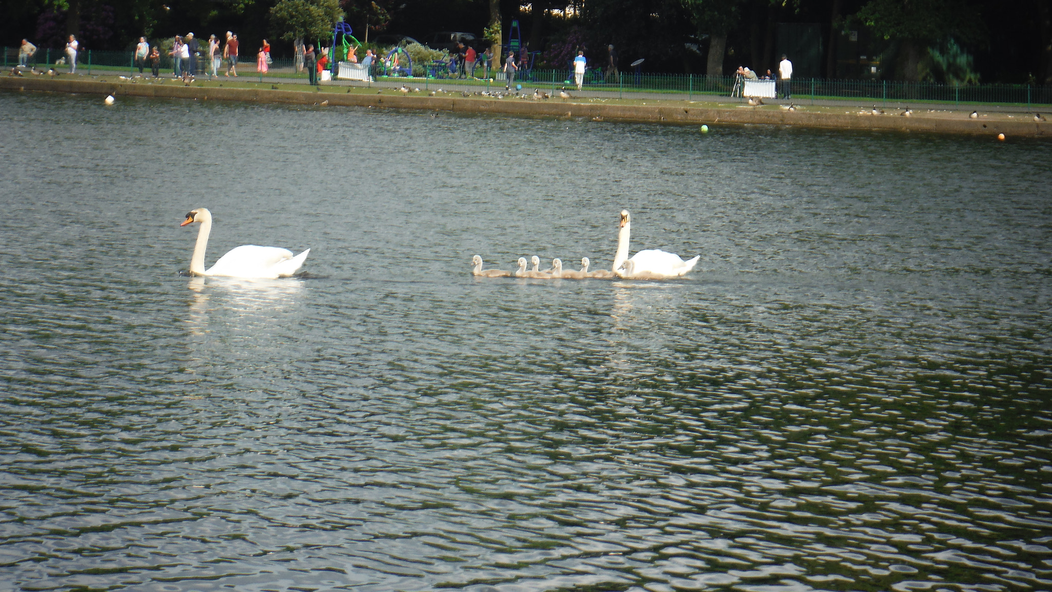 Fujifilm FinePix XP70 XP71 XP75 sample photo. Cygnets photography