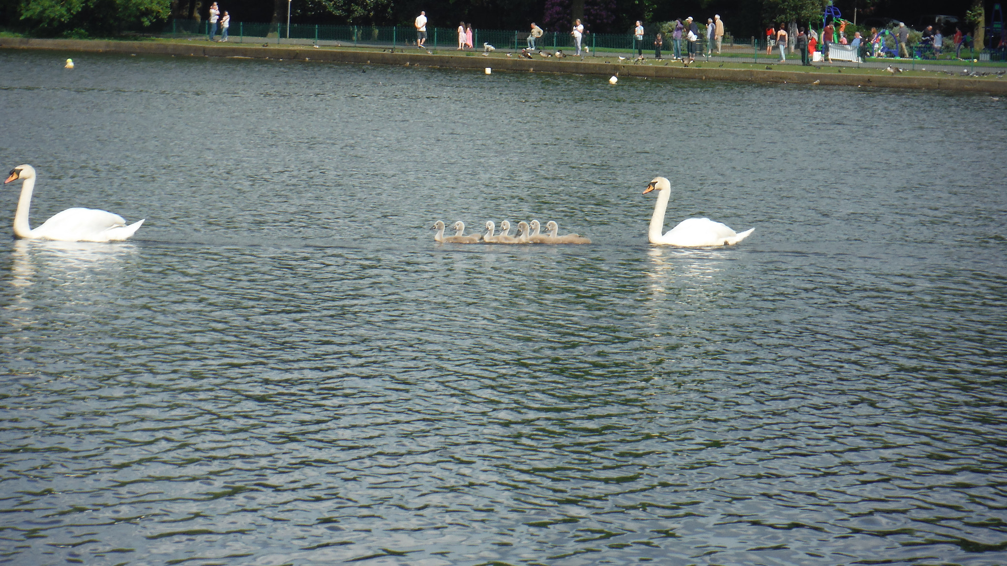 Fujifilm FinePix XP70 XP71 XP75 sample photo. Cygnets photography